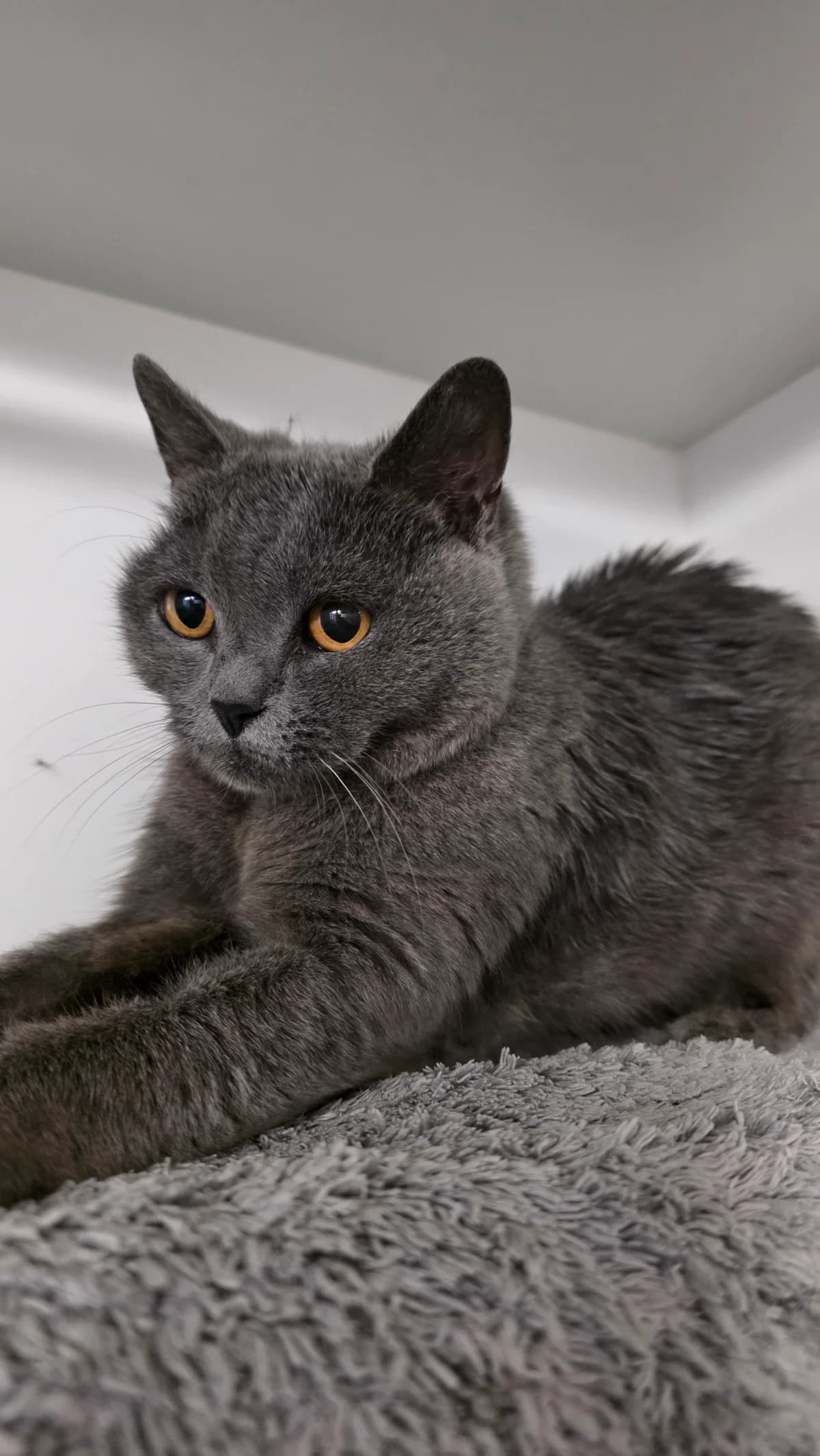 Tiana, blau female senior British Shorthair for adoption at Kolner Tierschutzverein, Köln