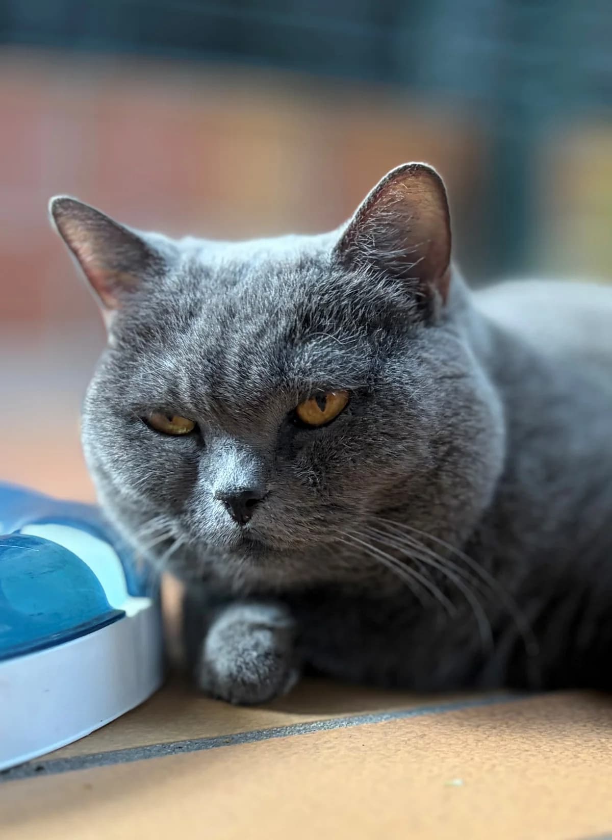 Tiana, blau female senior British Shorthair for adoption at Kolner Tierschutzverein, Köln