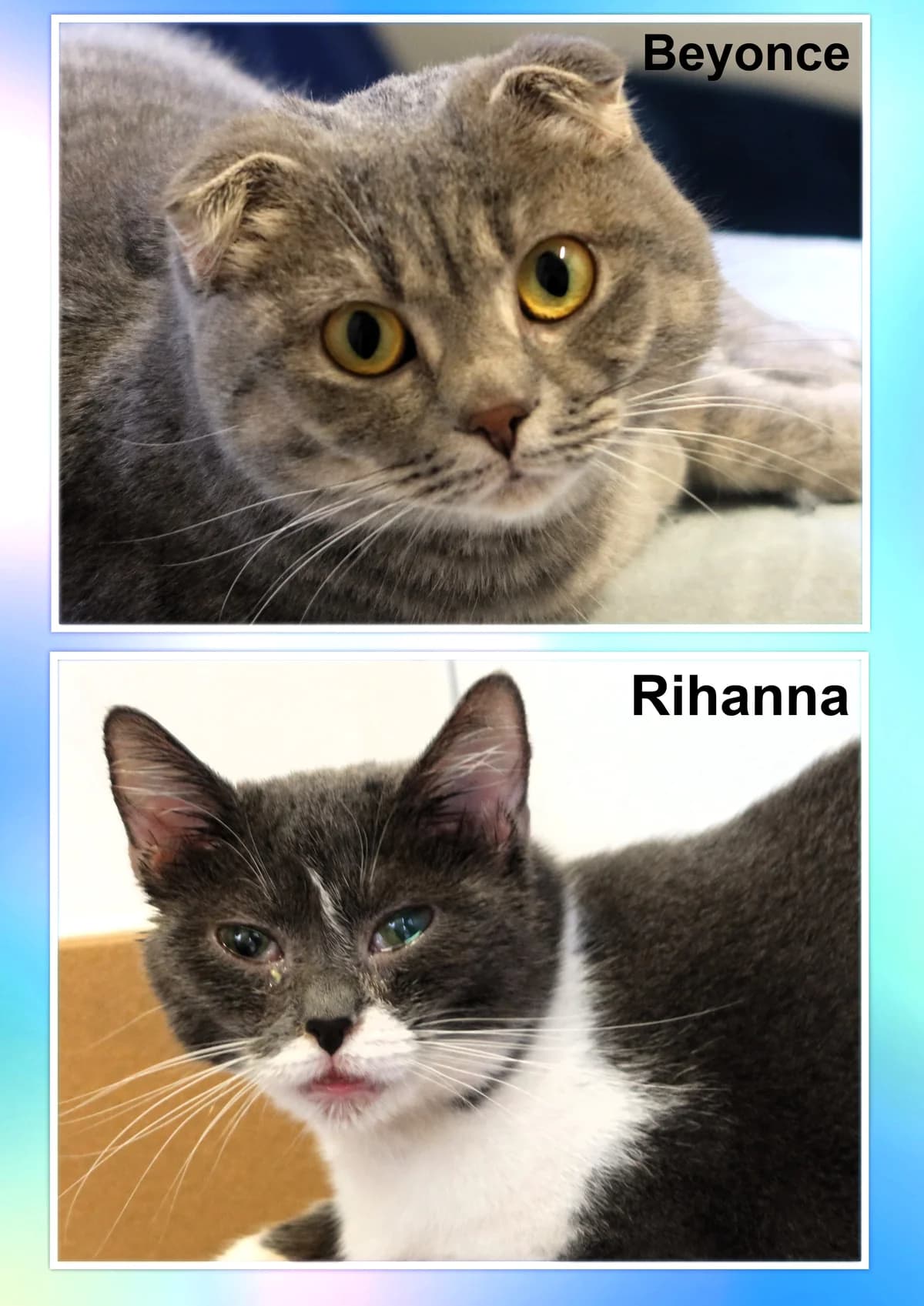Beyoncé und Rihanna, grau-getigert und grau-weiß female British Shorthair for adoption at Kolner Tierschutzverein, Köln