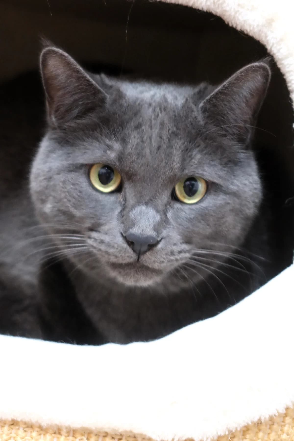 Milo, blau male 7yo British Shorthair for adoption at Kolner Tierschutzverein, Köln