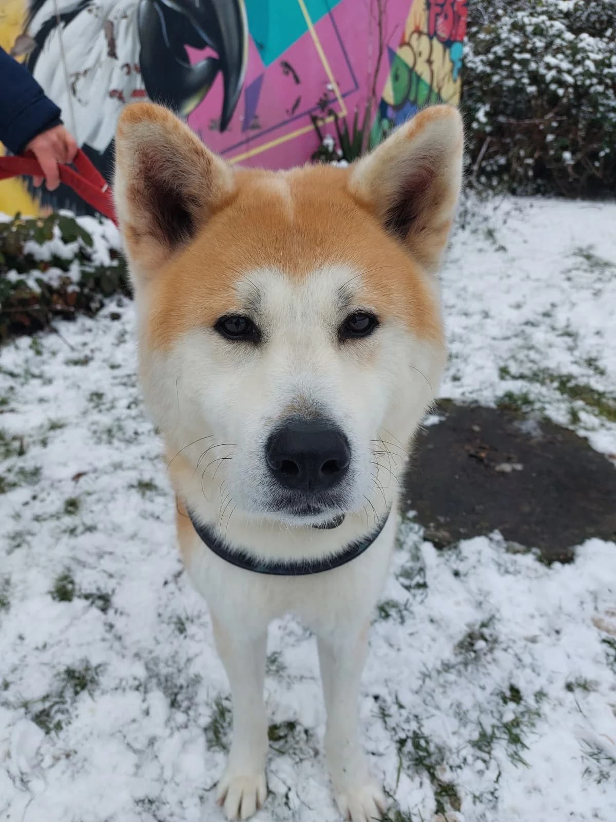 Hachiko, rot-weiß male 3yo Akita for adoption at Kolner Tierschutzverein, Köln