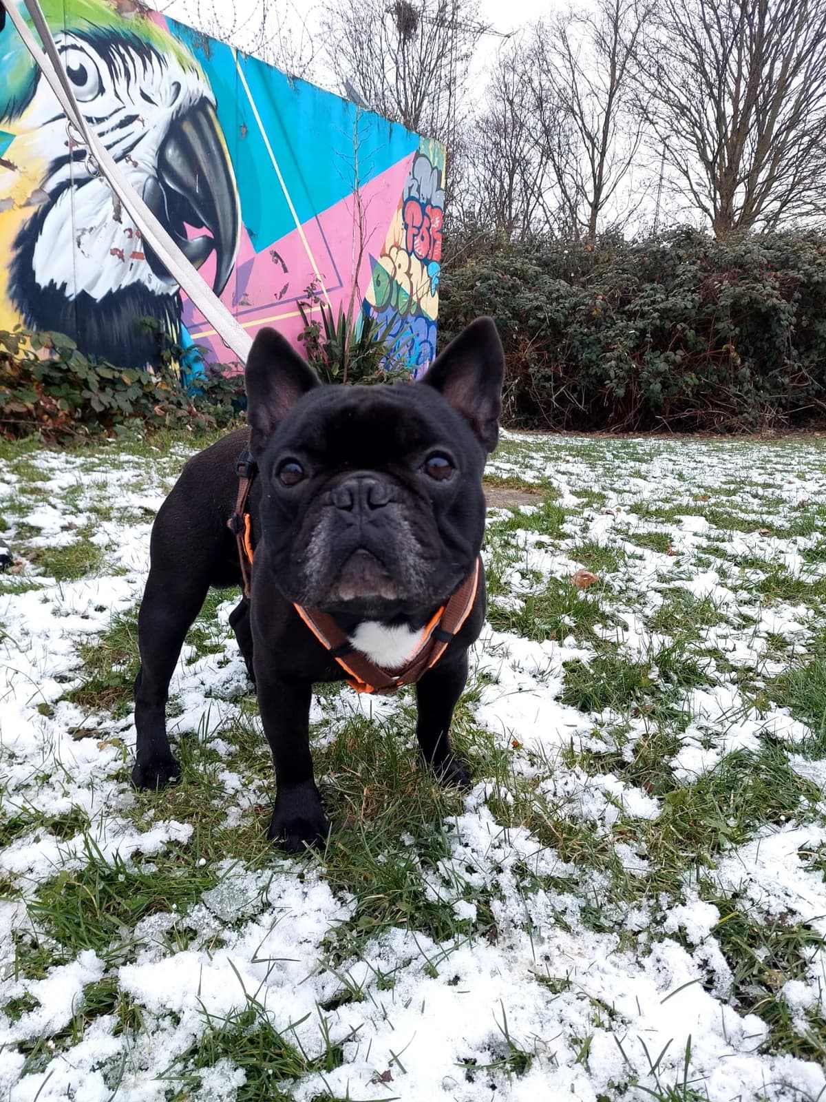 Filja, schwarz, weiße Brust male 6yo English Bulldog for adoption at Kolner Tierschutzverein, Köln