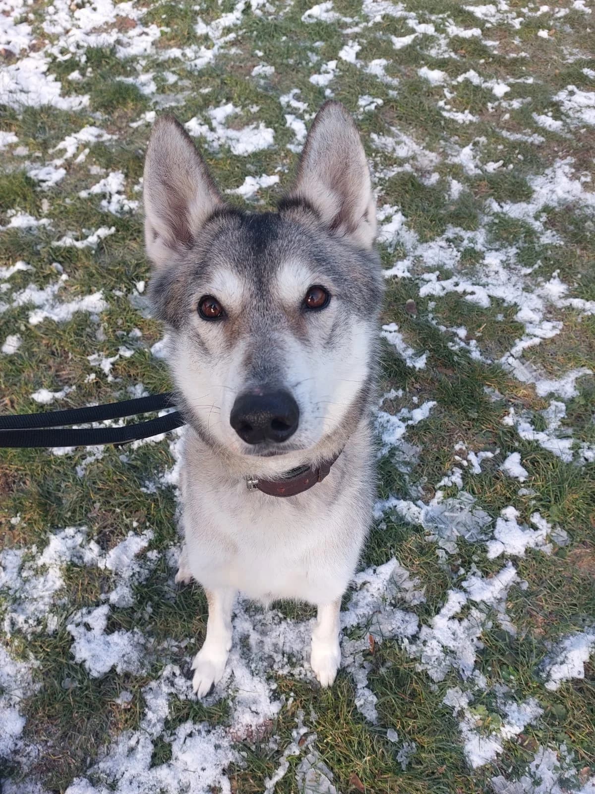 Askan, grau-schwarz male 6yo Husky for adoption at Kolner Tierschutzverein, Köln