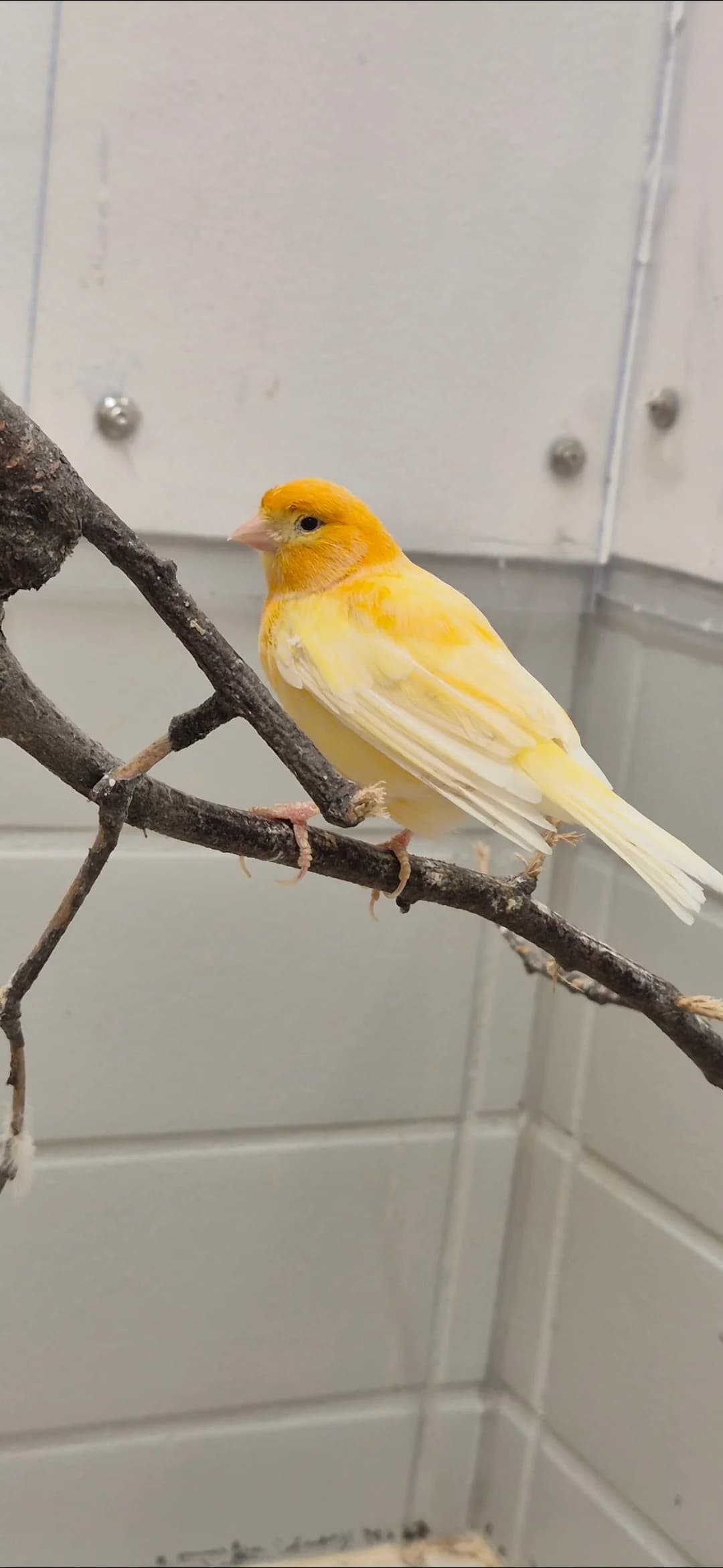 Kanarien Vögel, verschieden mixed breed for adoption at Kolner Tierschutzverein, Köln