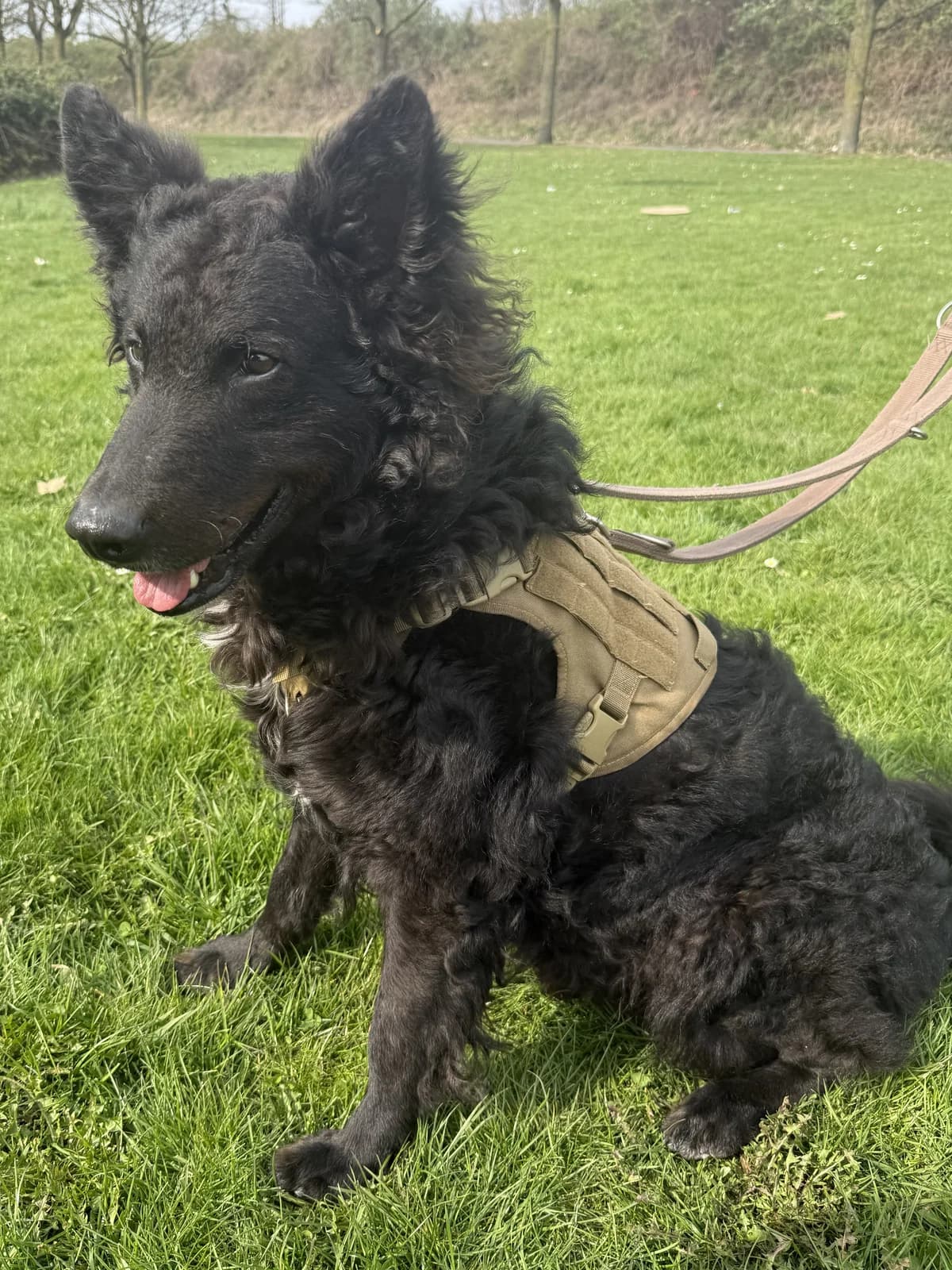 Benni, schwarz male 4yo Mixed Breed for adoption at Kolner Tierschutzverein, Köln