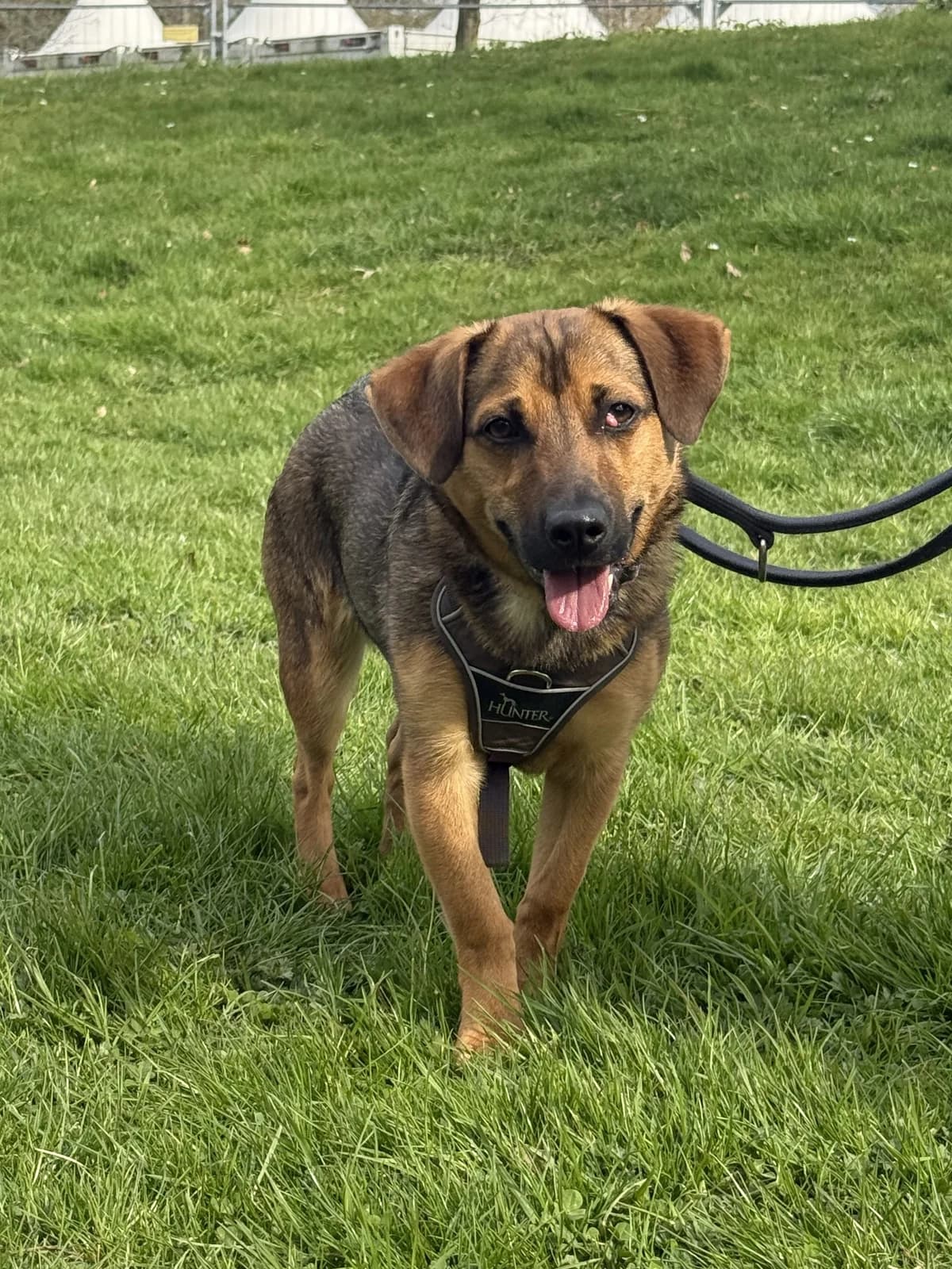 Carrell, braun-schwarz male puppy Mixed Breed for adoption at Kolner Tierschutzverein, Köln
