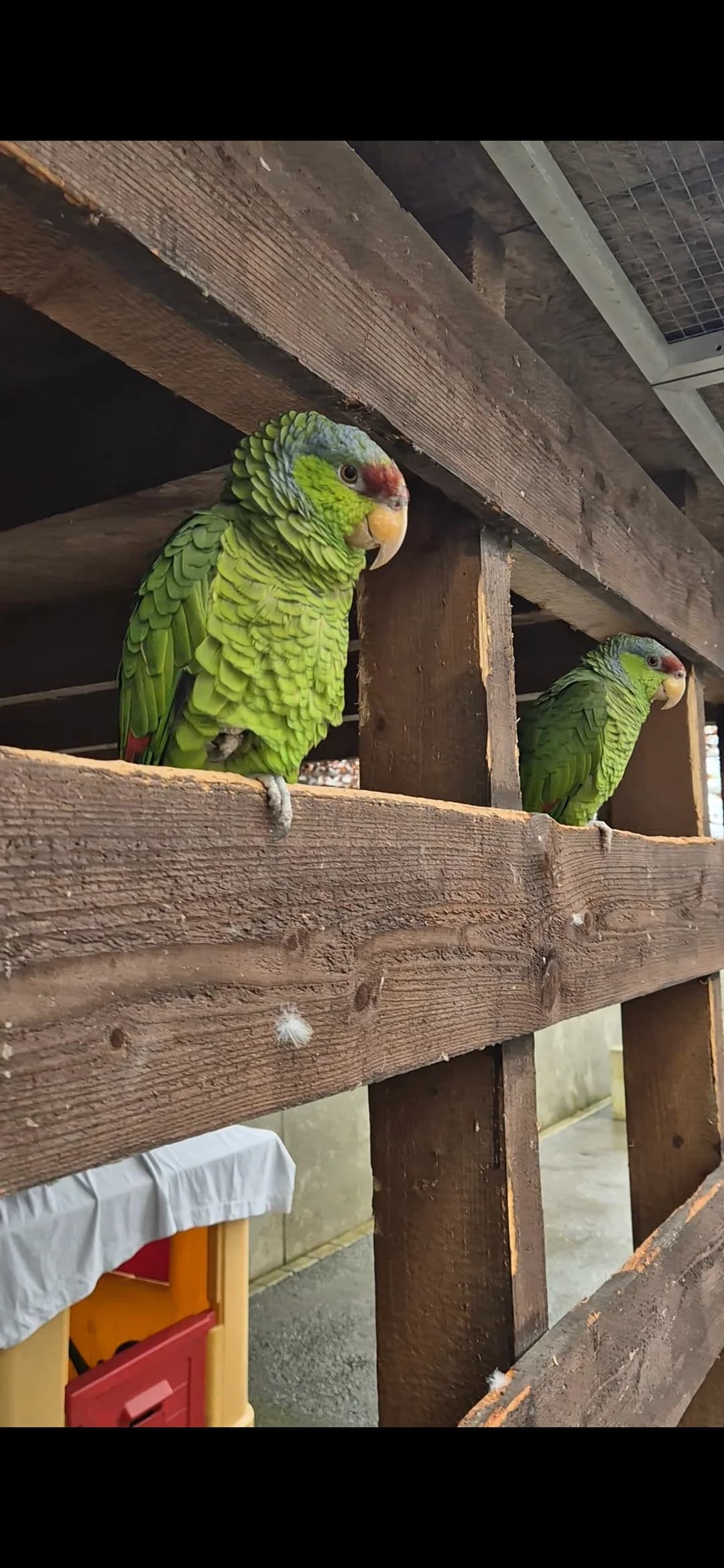 Joyce und Hopper, mixed breed for adoption at Kolner Tierschutzverein, Köln