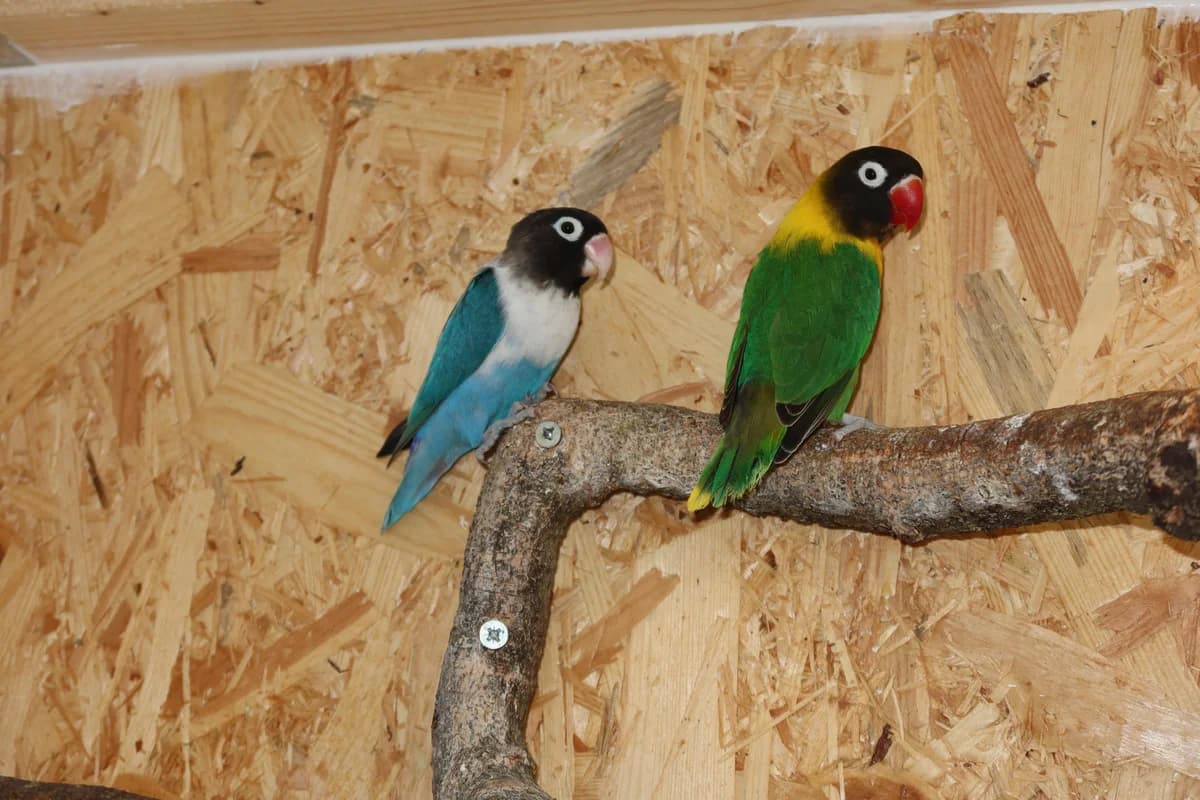 Bonni und Clyde/ Megabakterien, Rußköpfchen 6yo mixed breed for adoption at Kolner Tierschutzverein, Köln