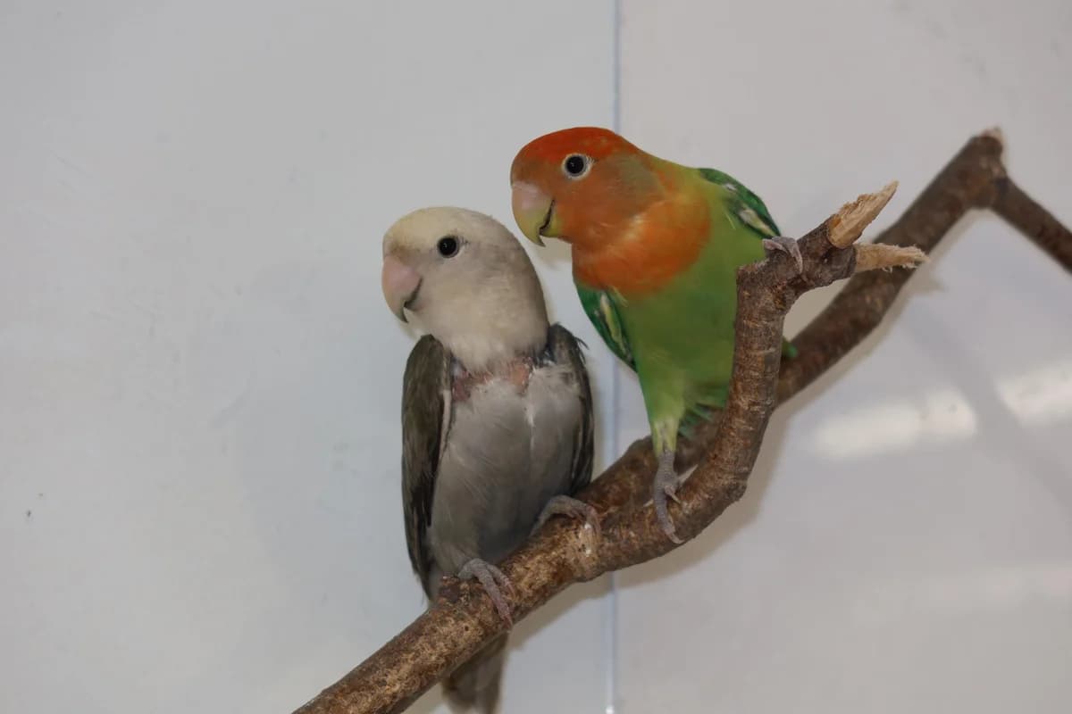 Mausi und Chicco, Verm. Rosenköpfchen male young mixed breed for adoption at Kolner Tierschutzverein, Köln