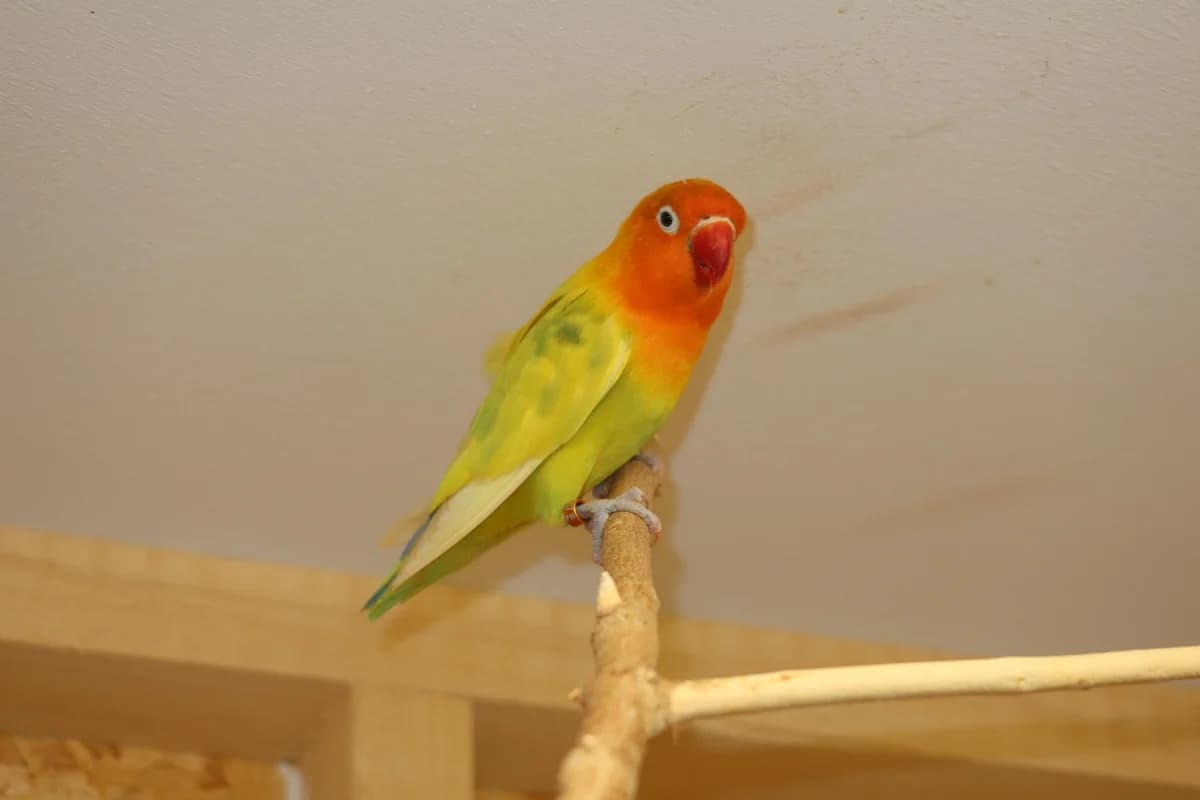 Avocado, Pfirdichköpfchen male mixed breed for adoption at Kolner Tierschutzverein, Köln