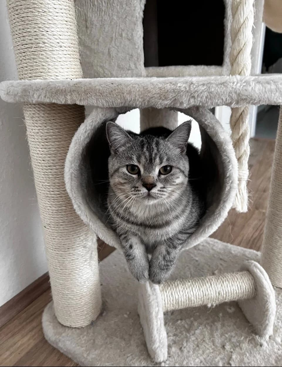 Kiwi (externe Vermittlungshilfe), grau getigert male 3yo British Shorthair for adoption at Kolner Tierschutzverein, Köln