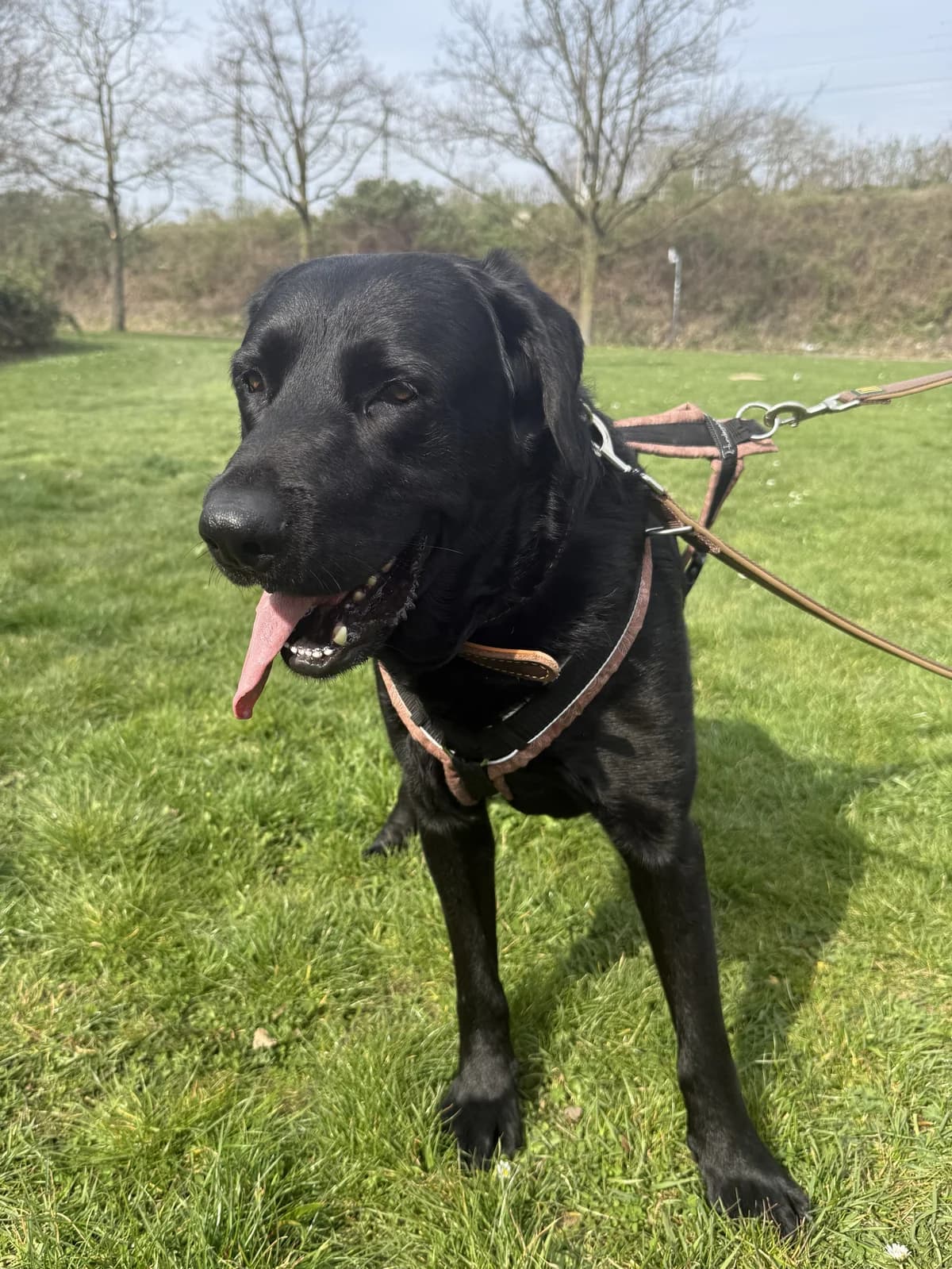 Saad, schwarz male 5yo Labrador Retriever for adoption at Kolner Tierschutzverein, Köln