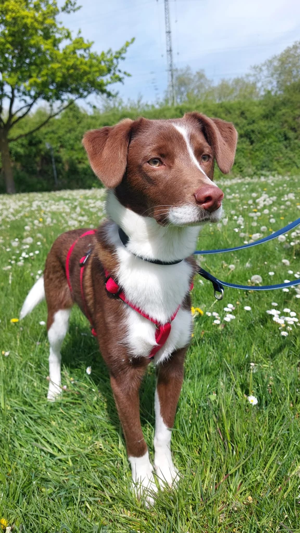 Lupo, braun-weiß male young Mixed Breed for adoption at Kolner Tierschutzverein, Köln