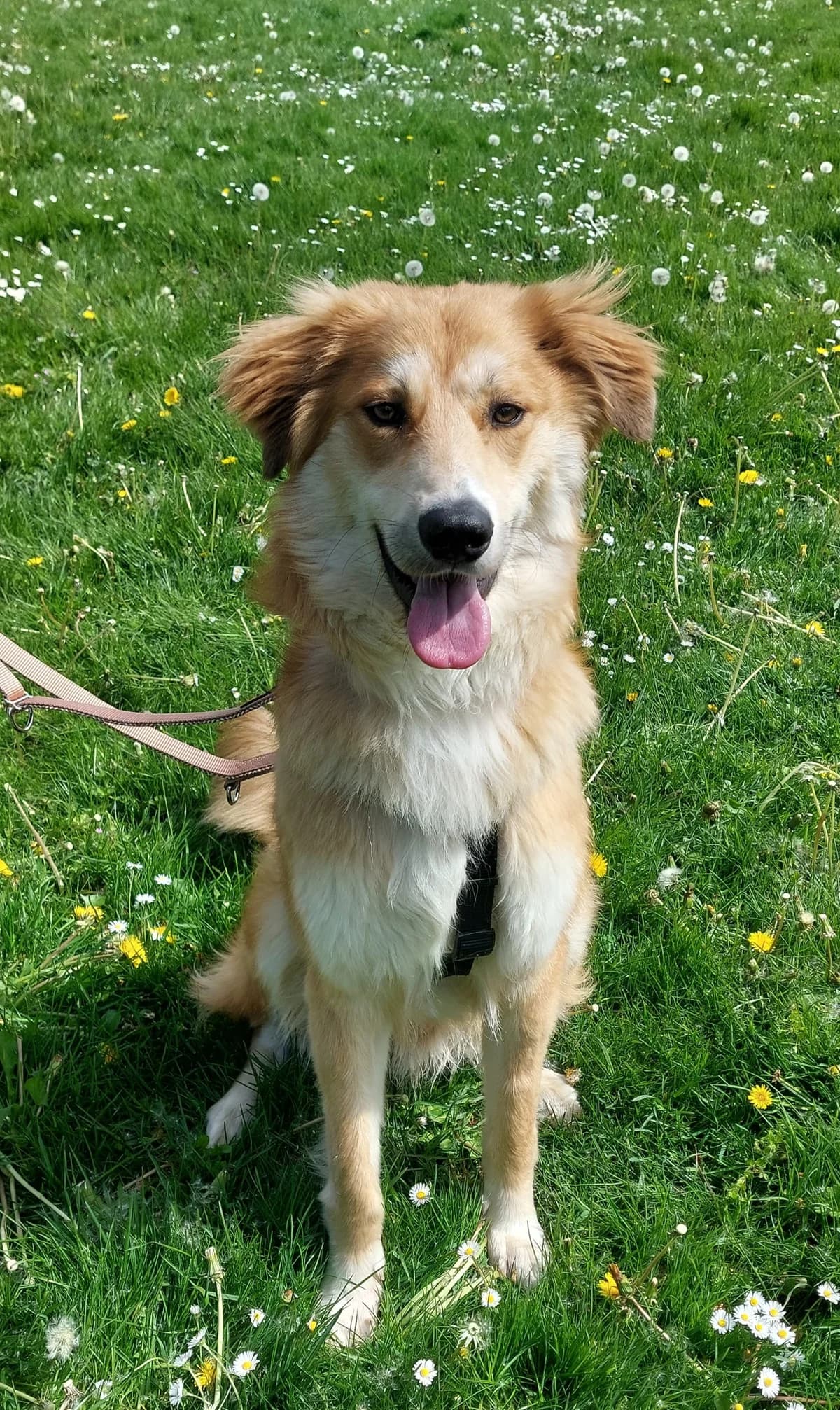 Milo, blond-creme male young Mixed Breed for adoption at Kolner Tierschutzverein, Köln