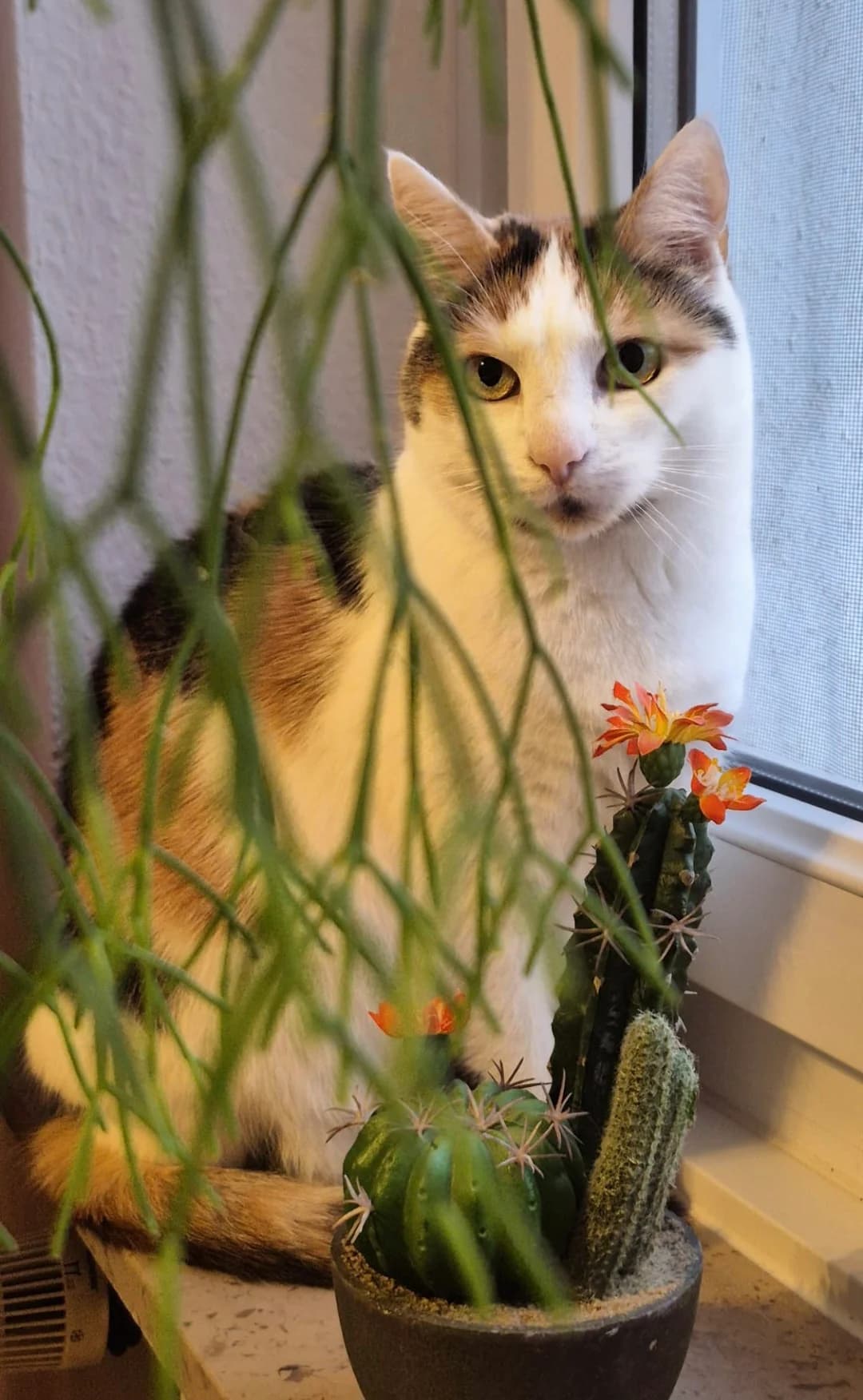 Mia (externe Vermittlungshilfe), tricolor female senior European Shorthair for adoption at Kolner Tierschutzverein, Köln