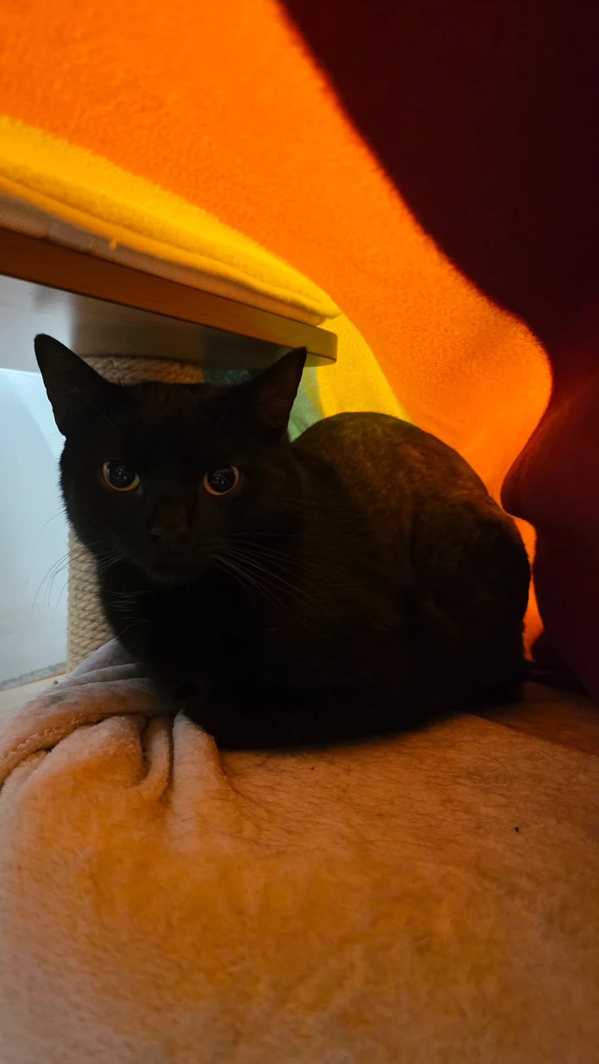 Knut, schwarz male 3yo European Shorthair for adoption at Kolner Tierschutzverein, Köln