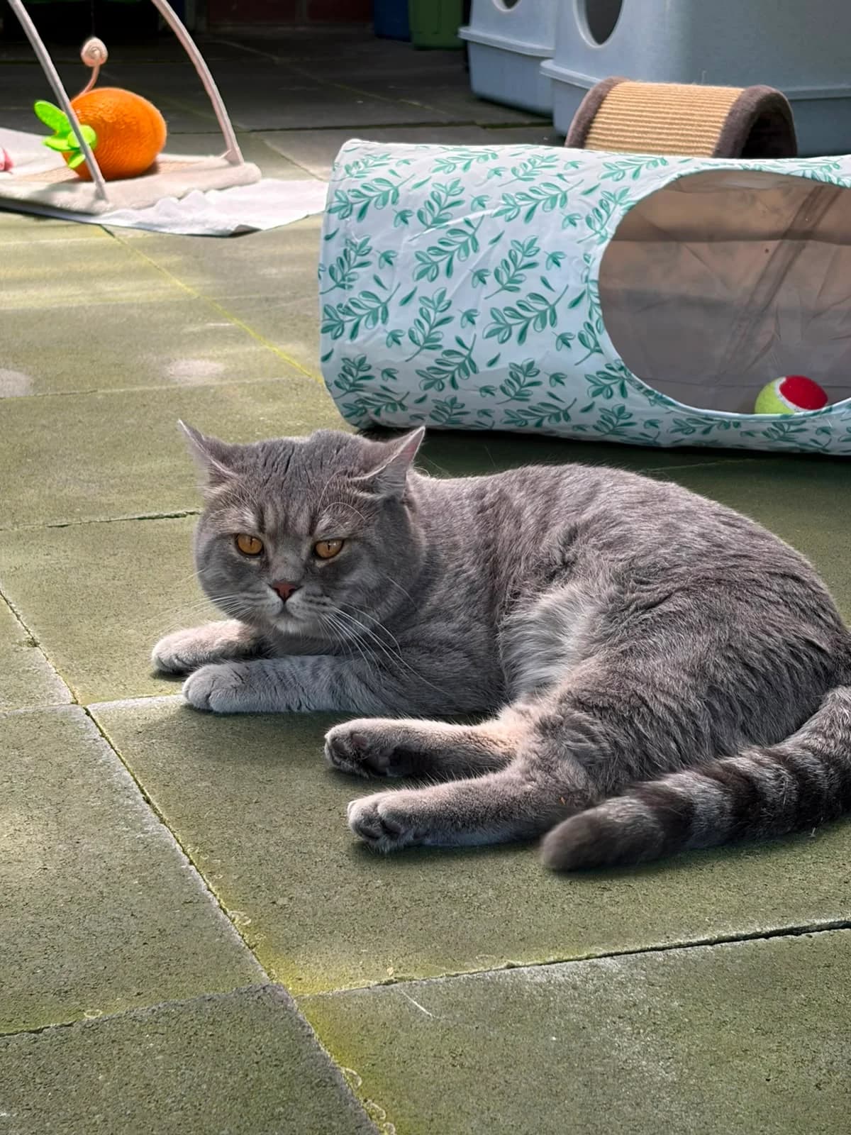 Tschaikowski, grau-blau-getigert male young British Shorthair for adoption at Kolner Tierschutzverein, Köln