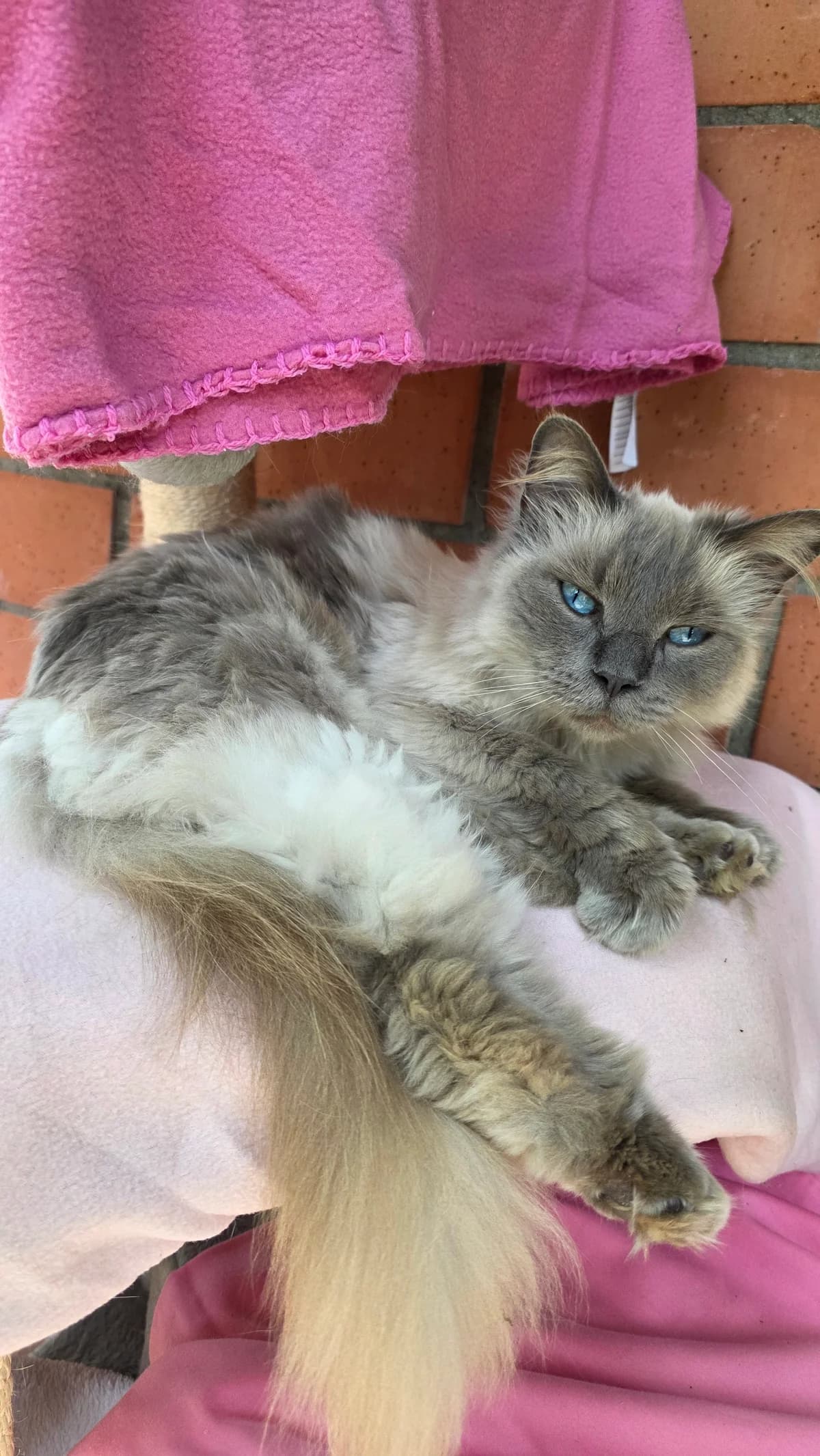 Mirabella, colorpoint female young Ragdoll for adoption at Kolner Tierschutzverein, Köln