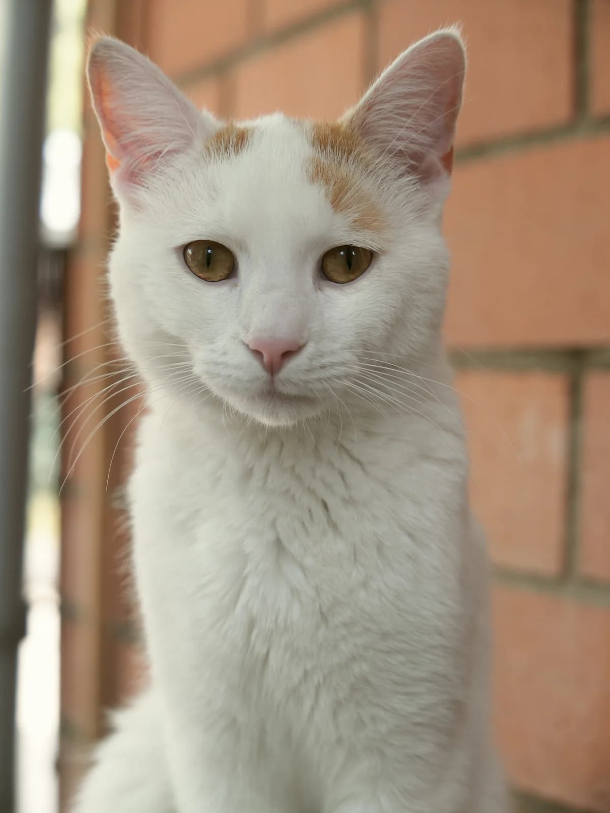 Galileo, weiß-rot male young European Shorthair for adoption at Kolner Tierschutzverein, Köln