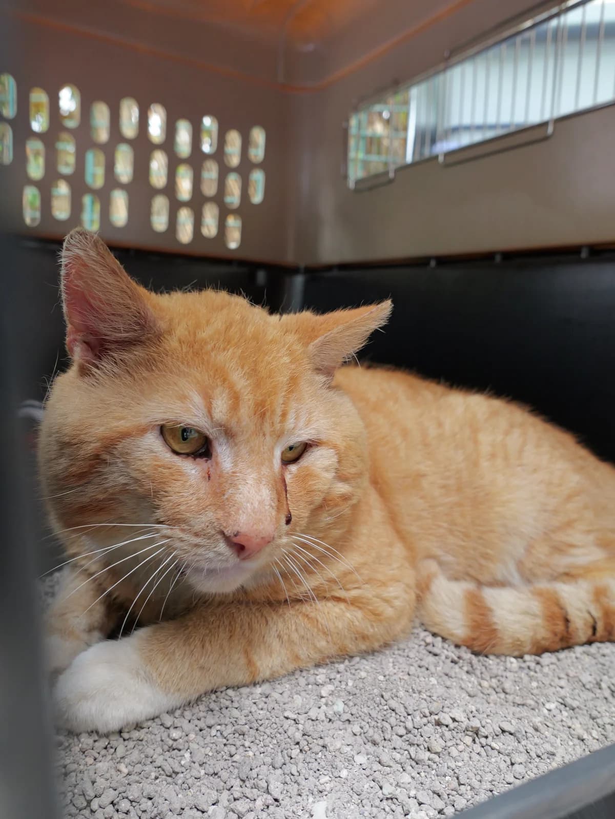 Mozart (FIV positiv), rot male 5yo European Shorthair for adoption at Kolner Tierschutzverein, Köln