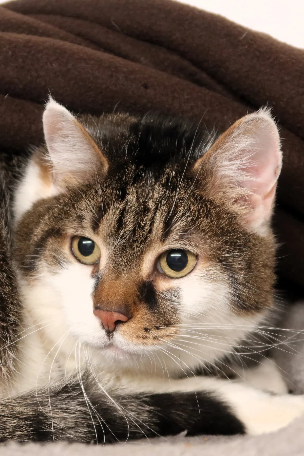 Lilli, getigert mit weiß female senior European Shorthair for adoption at Kolner Tierschutzverein, Köln