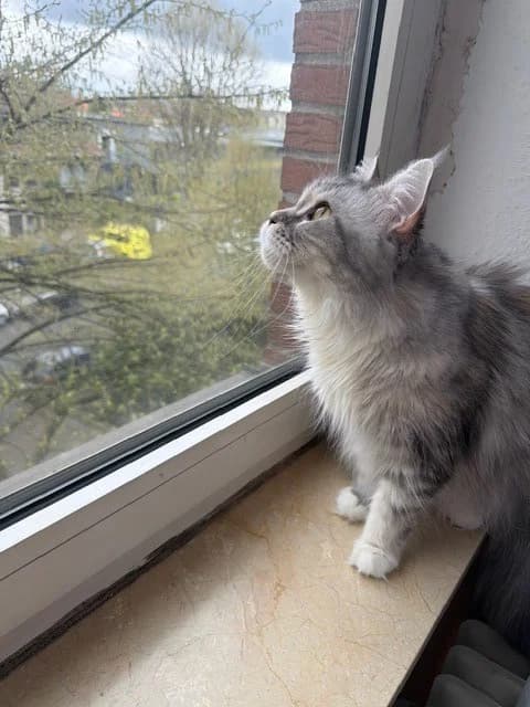 Nala (externe Vermittlungshilfe), blau-grau female senior Maine Coon for adoption at Kolner Tierschutzverein, Köln