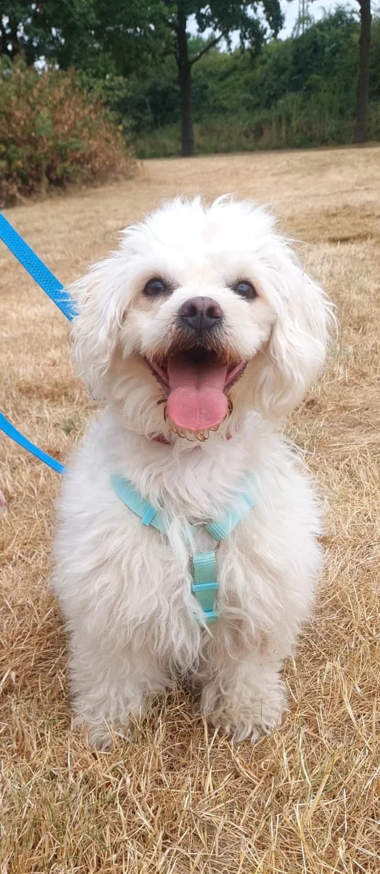 Fuchur, weiß male young Maltese for adoption at Kolner Tierschutzverein, Köln