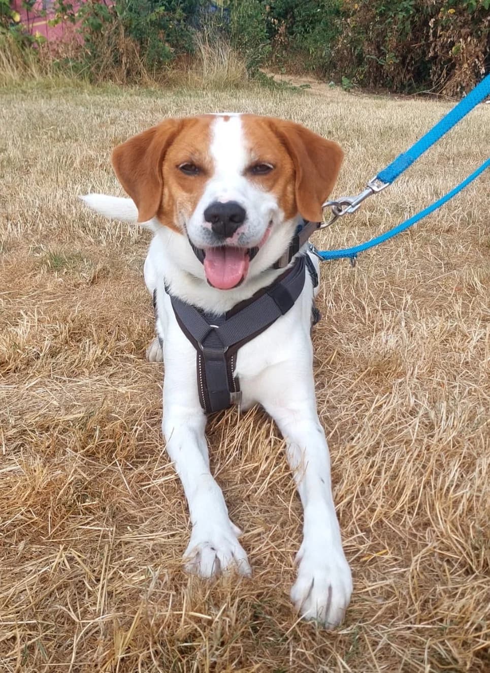 Sony, weiß, braune Flecken male 3yo Mixed Breed for adoption at Kolner Tierschutzverein, Köln