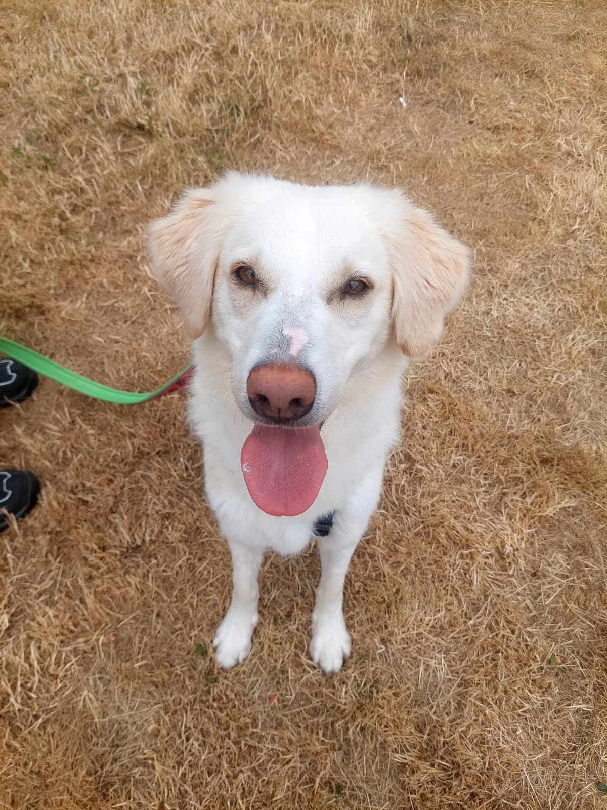 Baby, creme female 3yo Golden Retriever for adoption at Kolner Tierschutzverein, Köln
