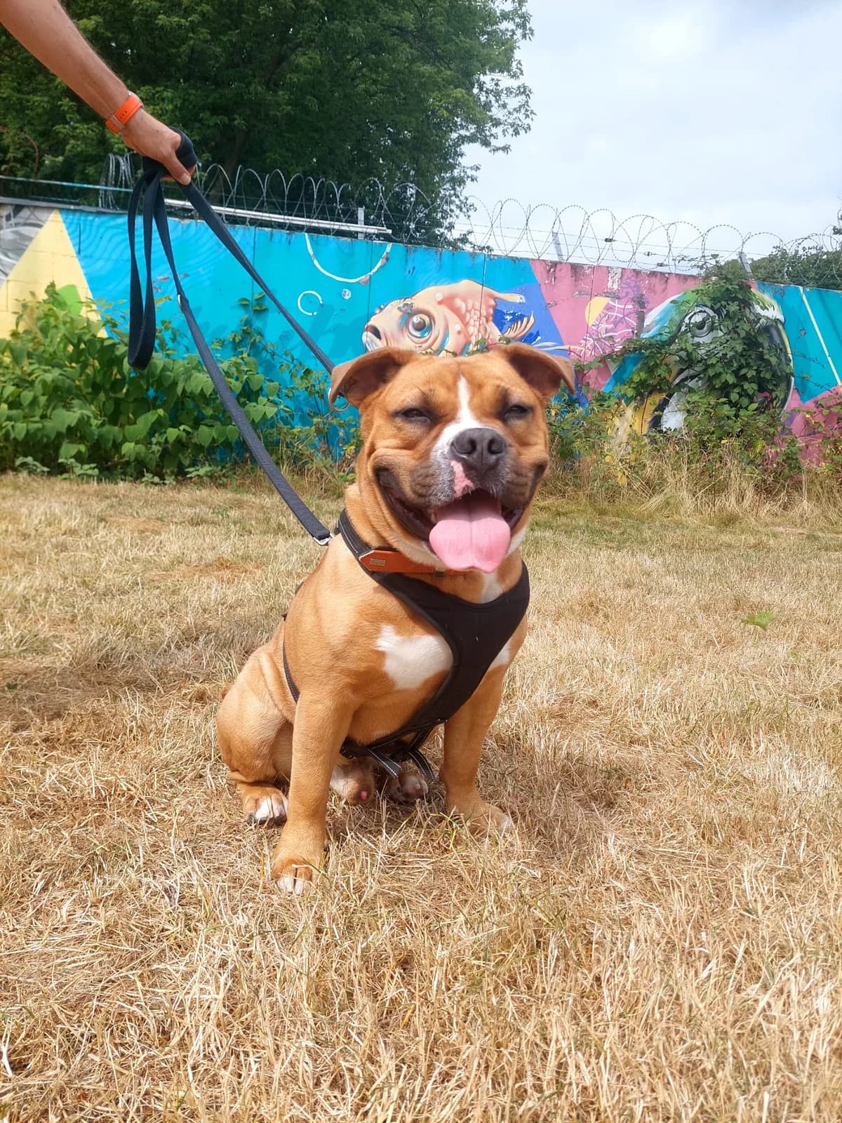 Tünnes, hellbraun mit weißen Abz. male puppy mixed breed for adoption at Kolner Tierschutzverein, Köln