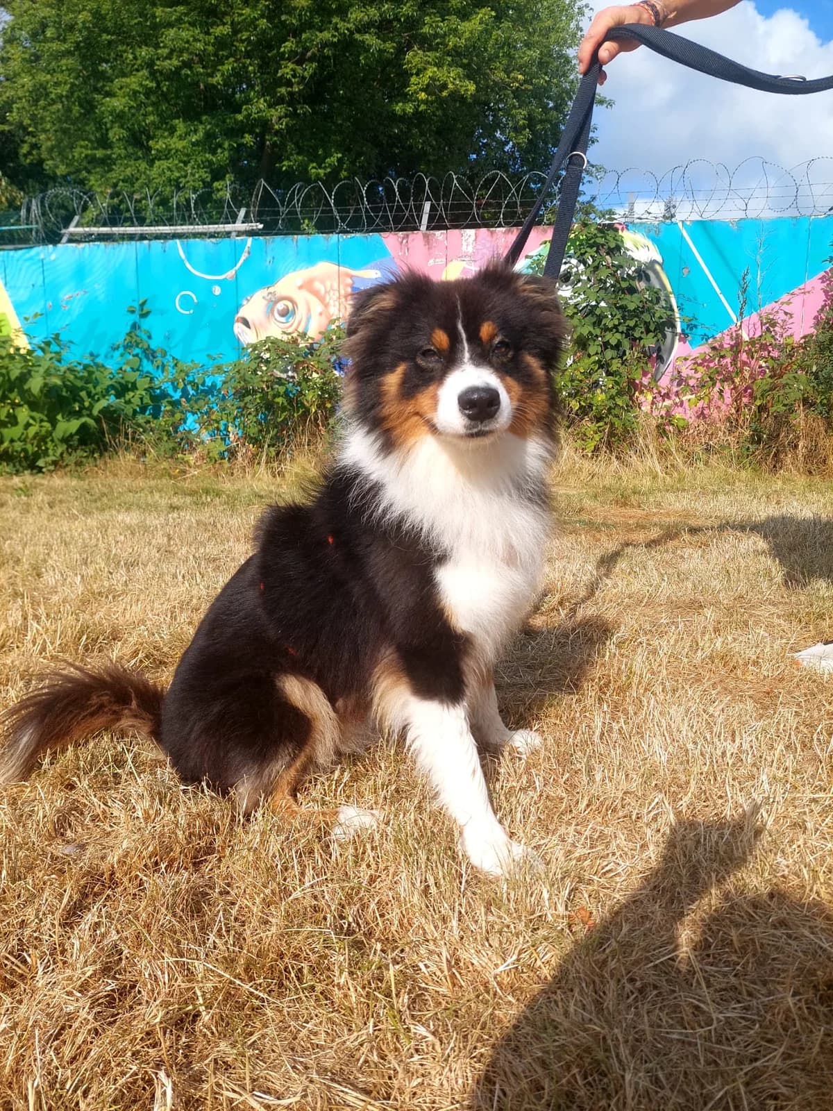 Hayato, schwarz-weiß,braun Abzeichen male young Australian Shepherd for adoption at Kolner Tierschutzverein, Köln