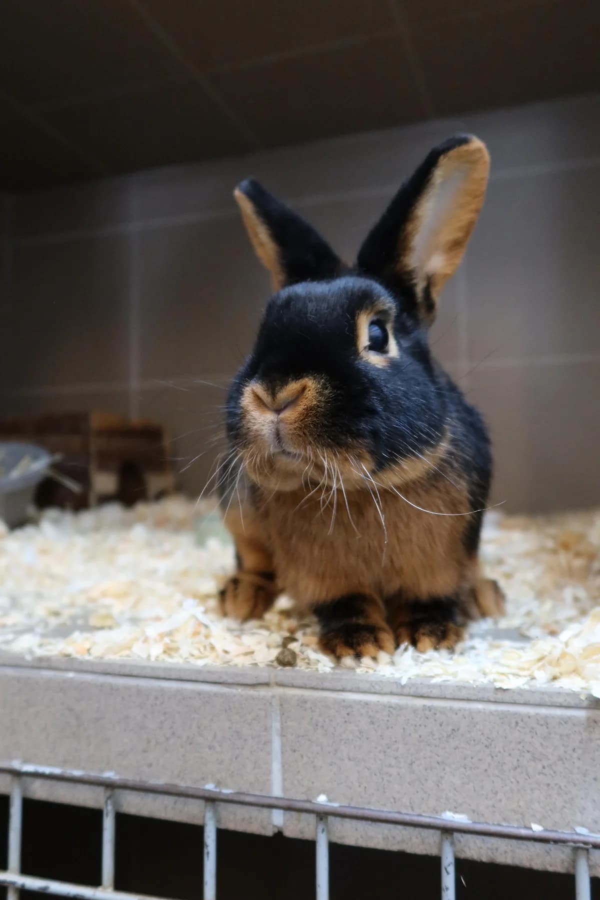 Falafel, Braun- schwarz male mixed breed for adoption at Kolner Tierschutzverein, Köln