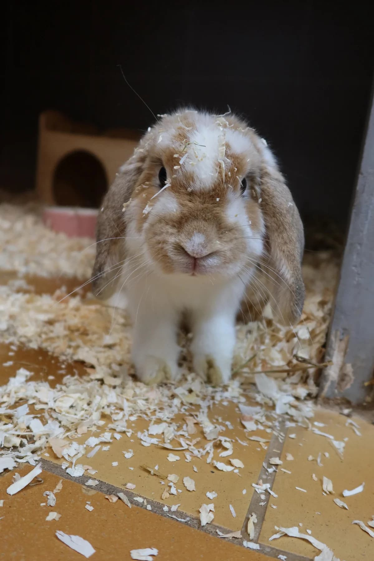Hoplo, weiß braun male mixed breed for adoption at Kolner Tierschutzverein, Köln