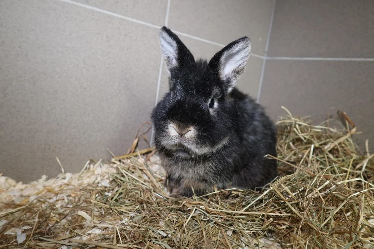 Horst, schwarz grau male mixed breed for adoption at Kolner Tierschutzverein, Köln
