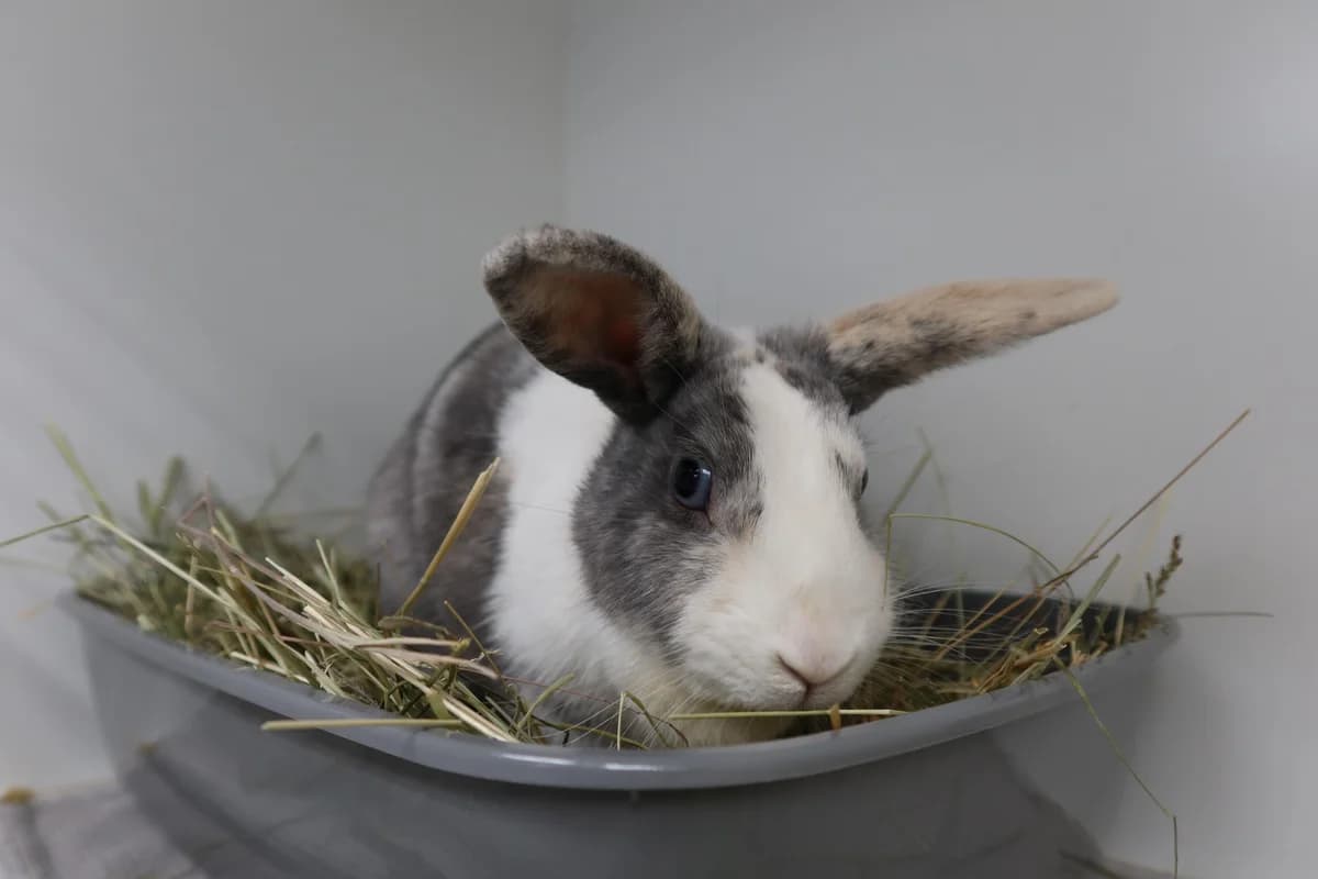 Granini, weiß female mixed breed for adoption at Kolner Tierschutzverein, Köln