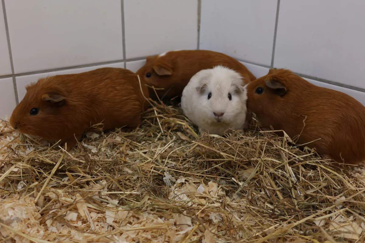 10 Meerschweinchen, verschieden puppy mixed breed for adoption at Kolner Tierschutzverein, Köln