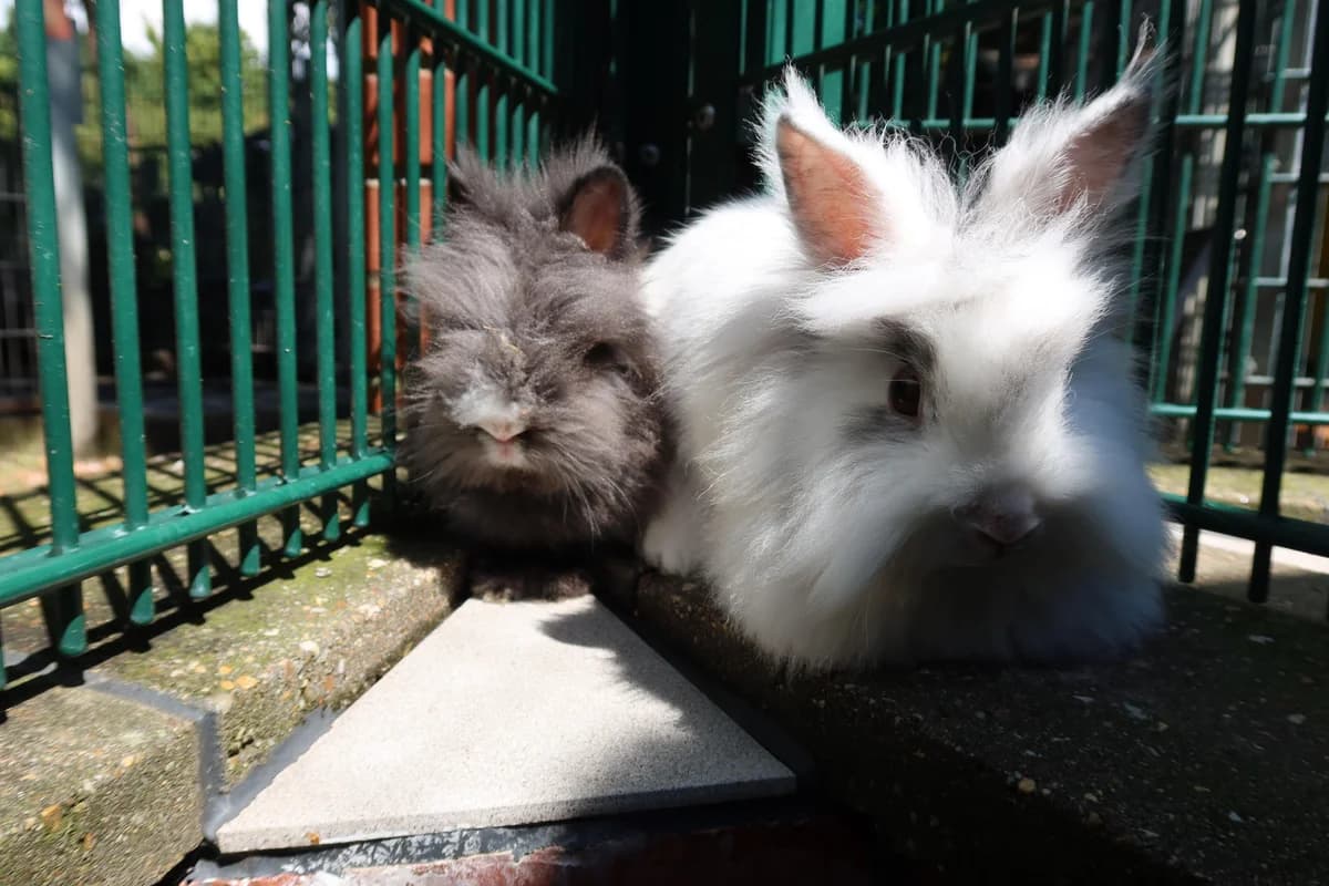 Nero und Lisa, weiß und dunkel grau mixed breed for adoption at Kolner Tierschutzverein, Köln