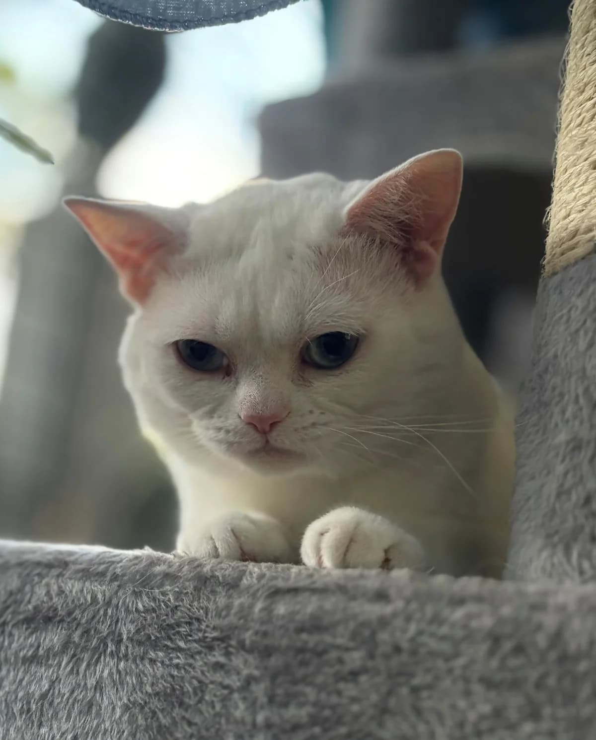 Beethoven und Chopin, weiß male young British Shorthair for adoption at Kolner Tierschutzverein, Köln