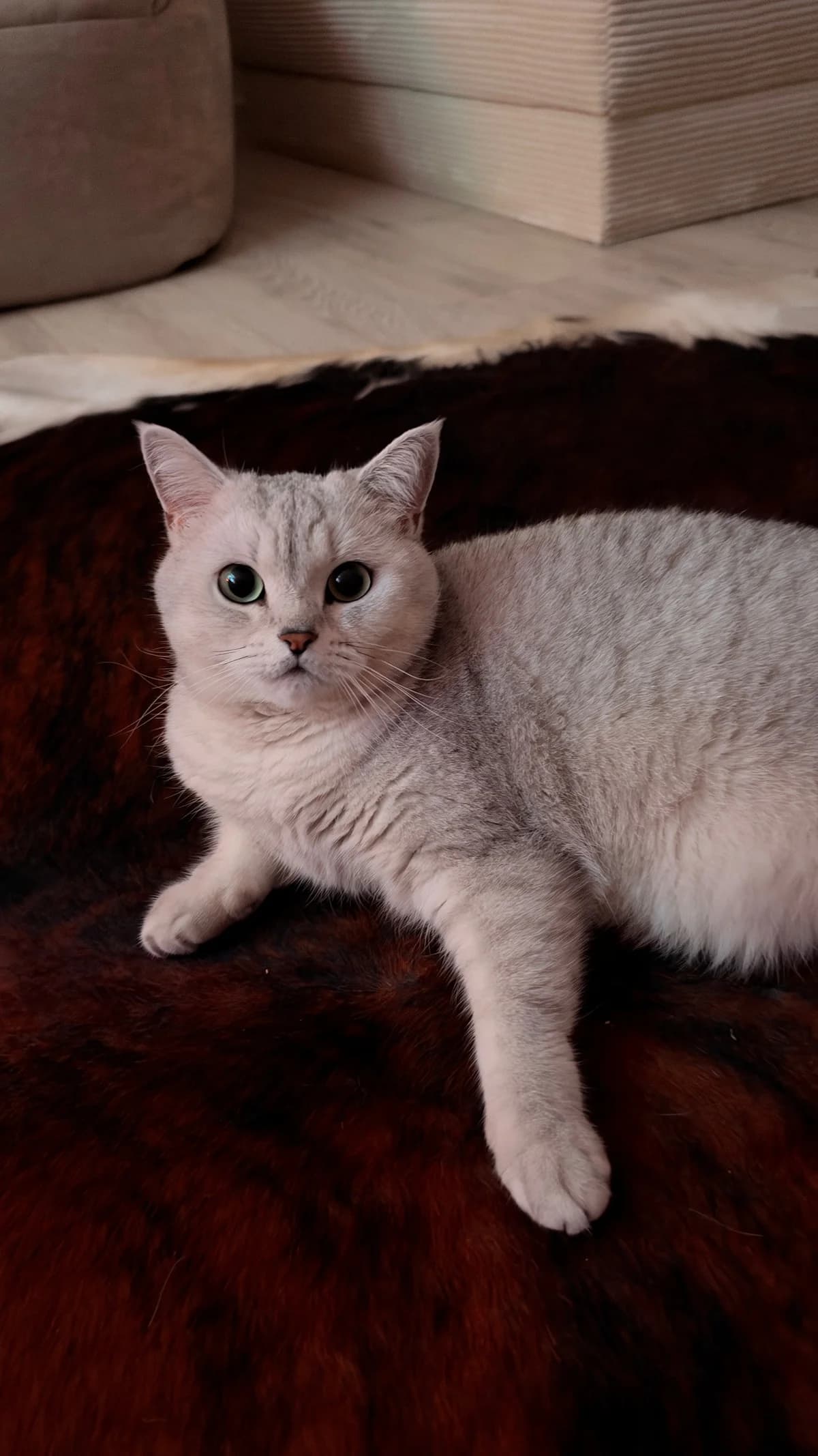Schatz (externe Vermittlungshilfe), hellweiß gestreift male 3yo British Shorthair for adoption at Kolner Tierschutzverein, Köln