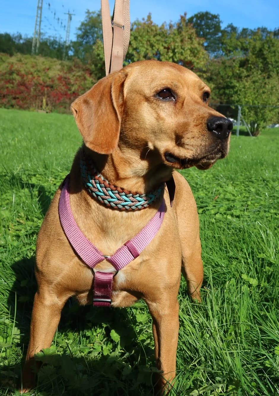 Bailey, braun female 4yo Cocker Spaniel for adoption at Kolner Tierschutzverein, KΓΆln