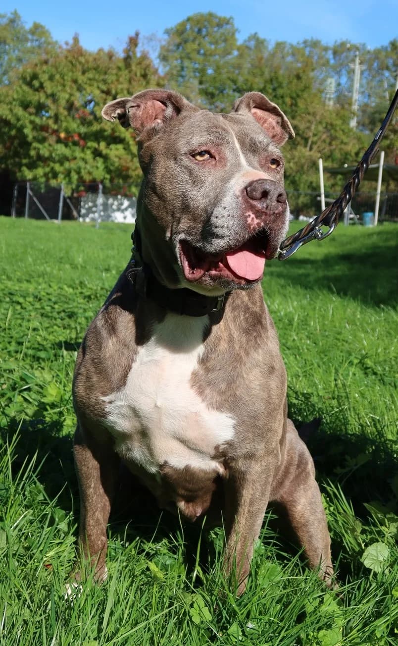Coco, grau female senior Pit Bull Terrier for adoption at Kolner Tierschutzverein, Köln