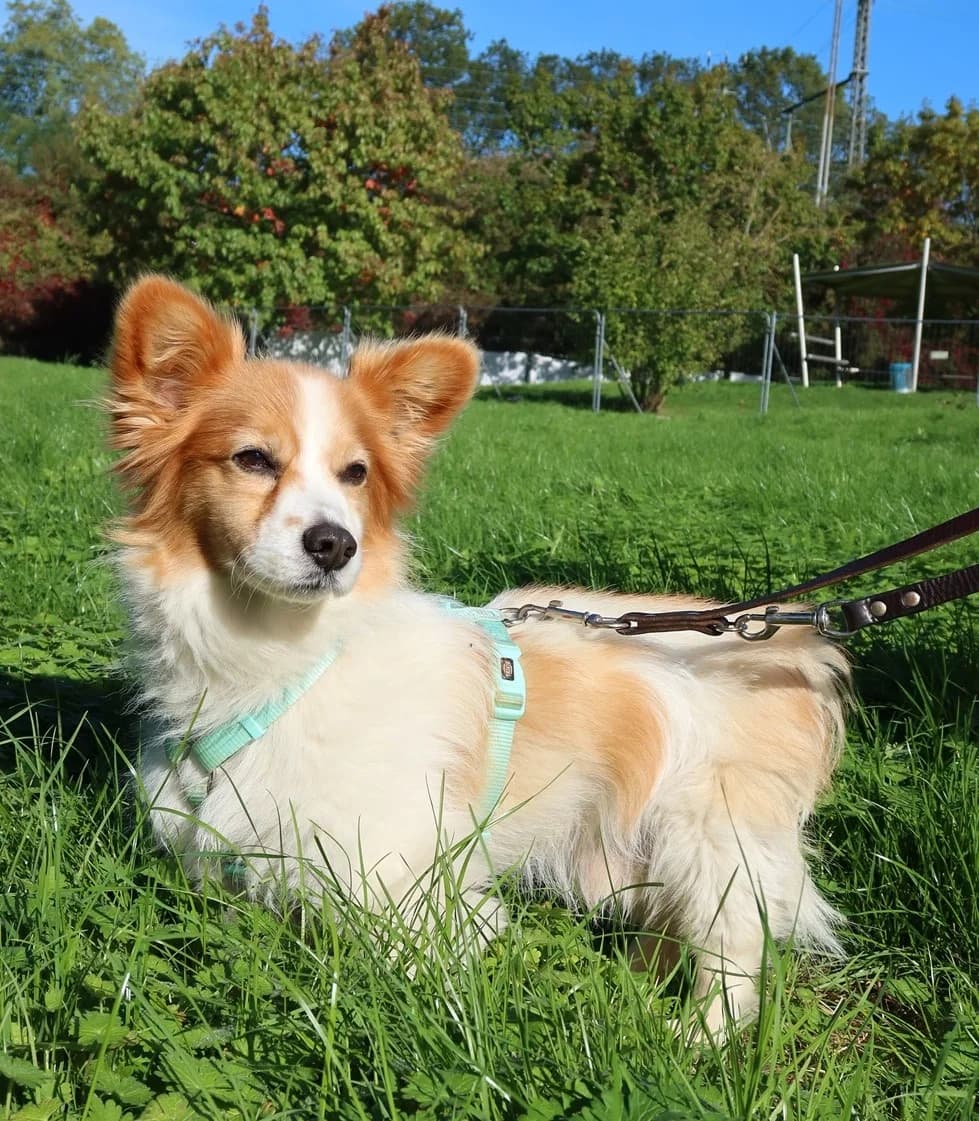 Chico, braun-weiß male senior Mixed Breed for adoption at Kolner Tierschutzverein, Köln