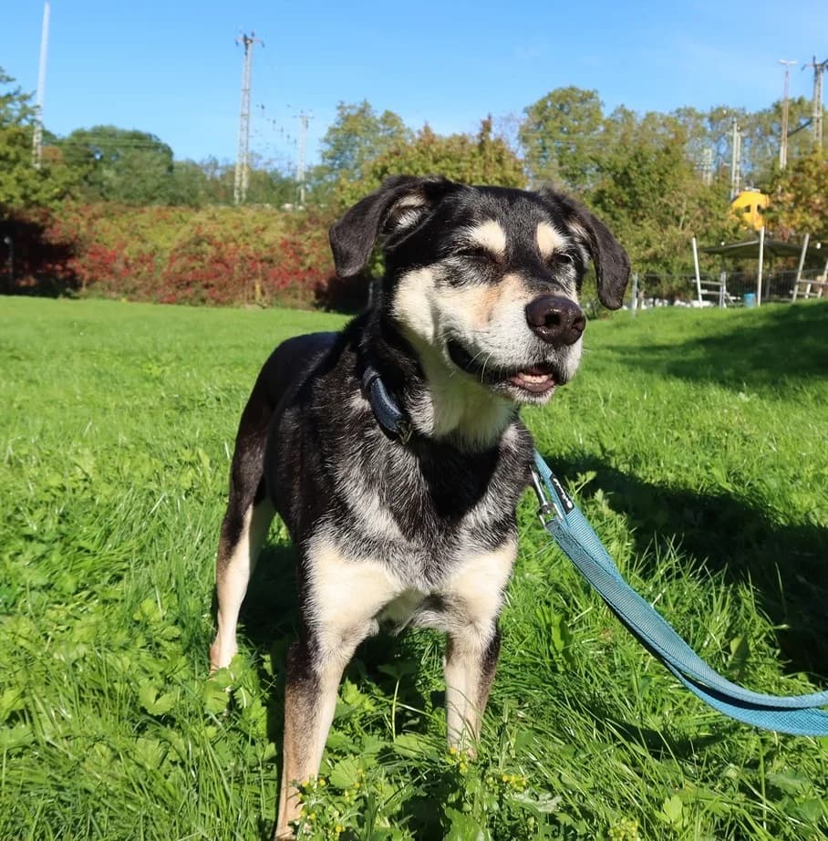 Digger, tricolor male senior Mixed Breed for adoption at Kolner Tierschutzverein, Köln