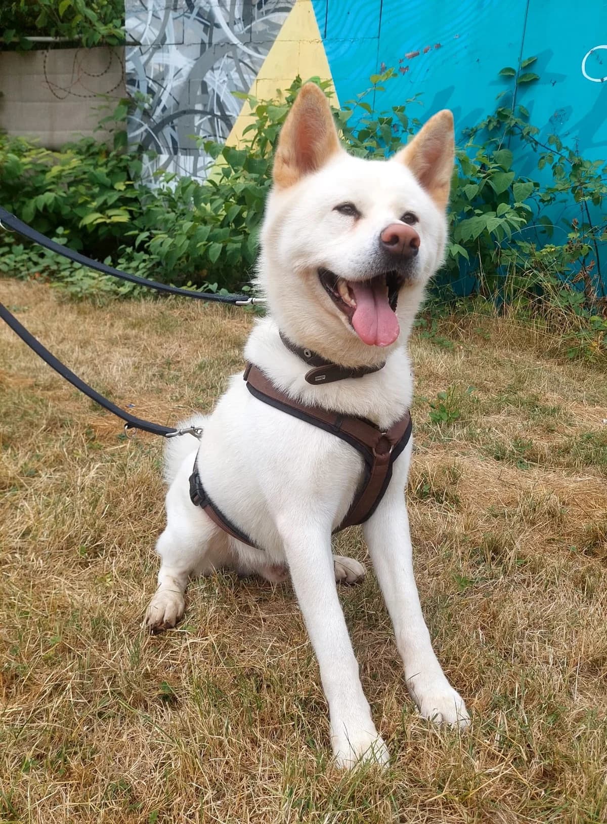 Makoto, weiß male 4yo Akita for adoption at Kolner Tierschutzverein, Köln