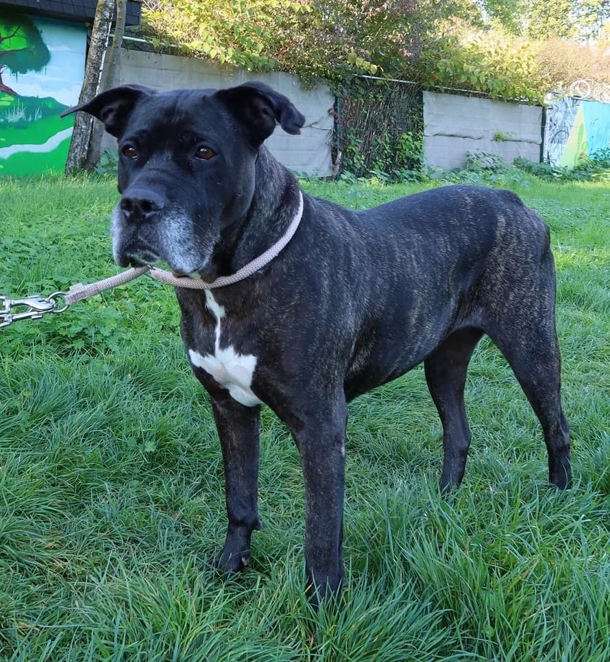 Bonny, schwarz-braun gestromt female senior Cane Corso for adoption at Kolner Tierschutzverein, Köln
