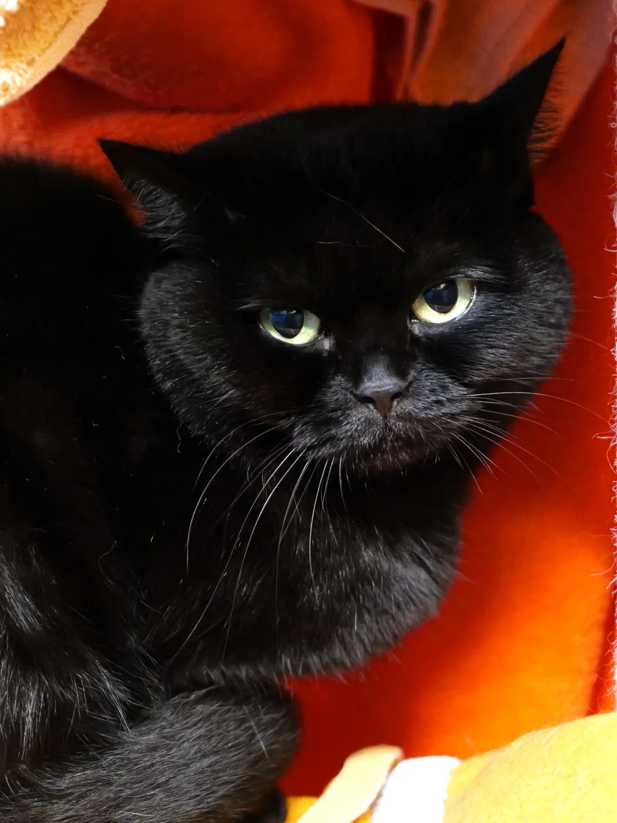 Nele, schwarz female 7yo British Shorthair for adoption at Kolner Tierschutzverein, Köln