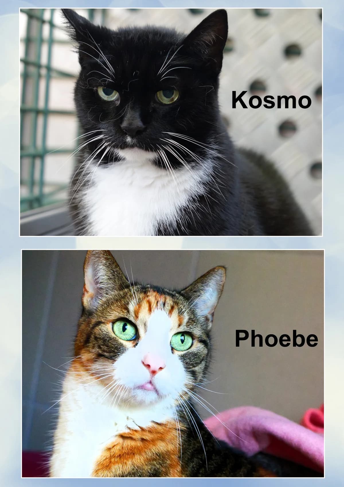 Phoebe und Kosmo, tricolor + schwarz female senior European Shorthair for adoption at Kolner Tierschutzverein, Köln
