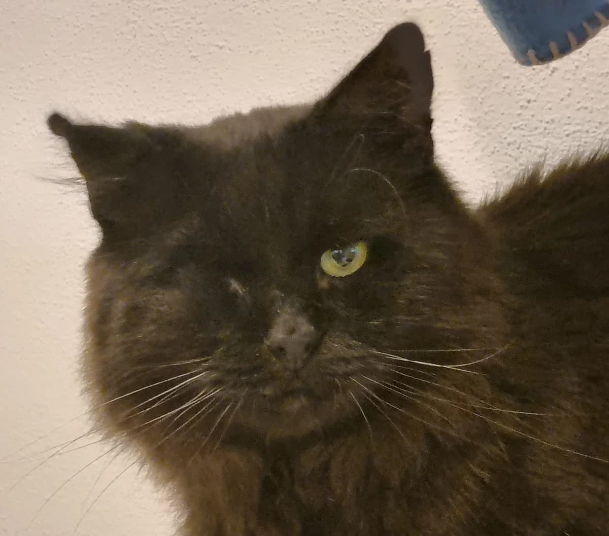 Amato, 5yo mixed breed for adoption at Tierheim Konstanz, Konstanz