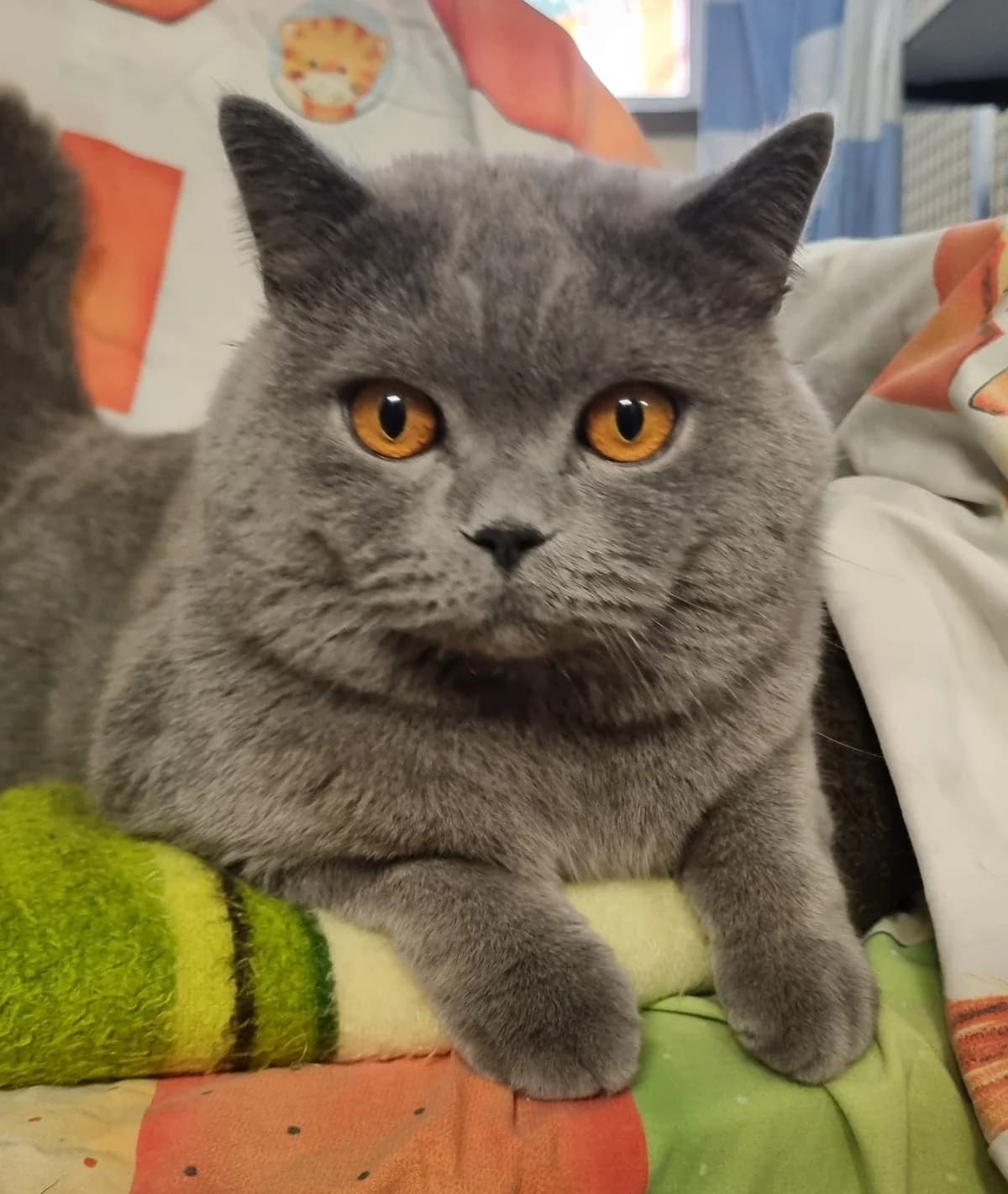 Koka, 5yo British Shorthair for adoption at Tierheim Konstanz, Konstanz
