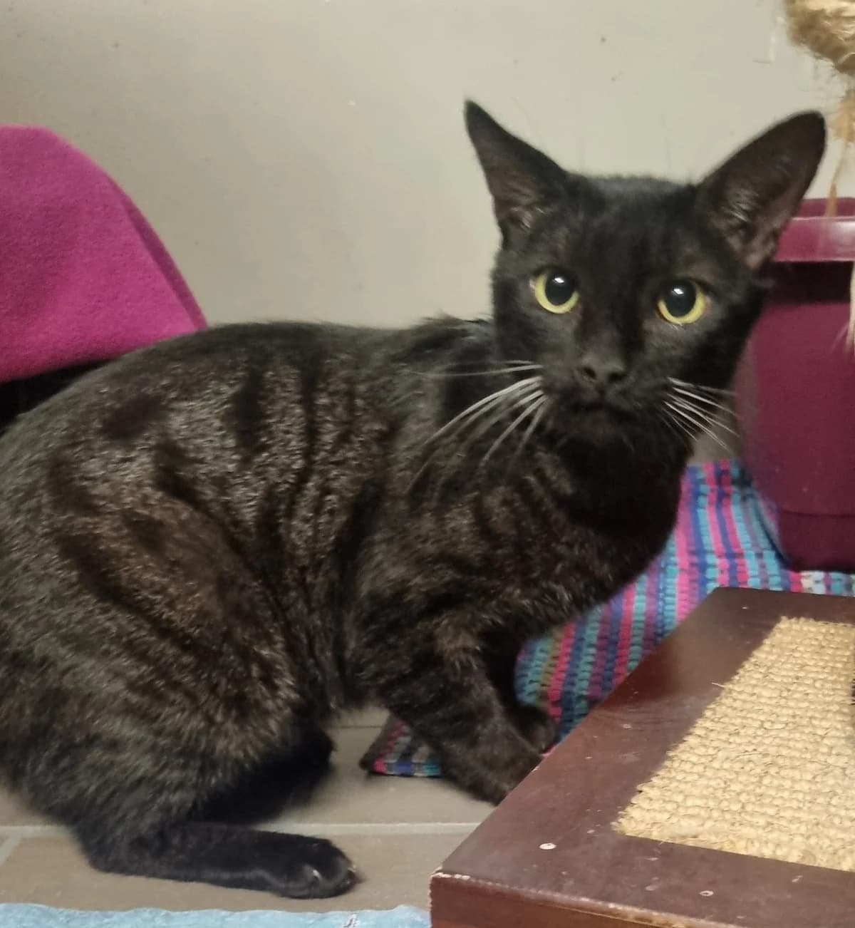 Lucifer, 4yo mixed breed for adoption at Tierheim Konstanz, Konstanz